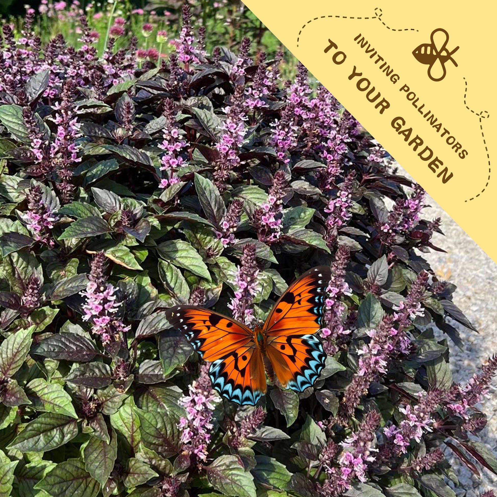 Purple Ornamental Basil Seeds Butterfly on purple flowers with a yellow banner inviting pollinators to the garden