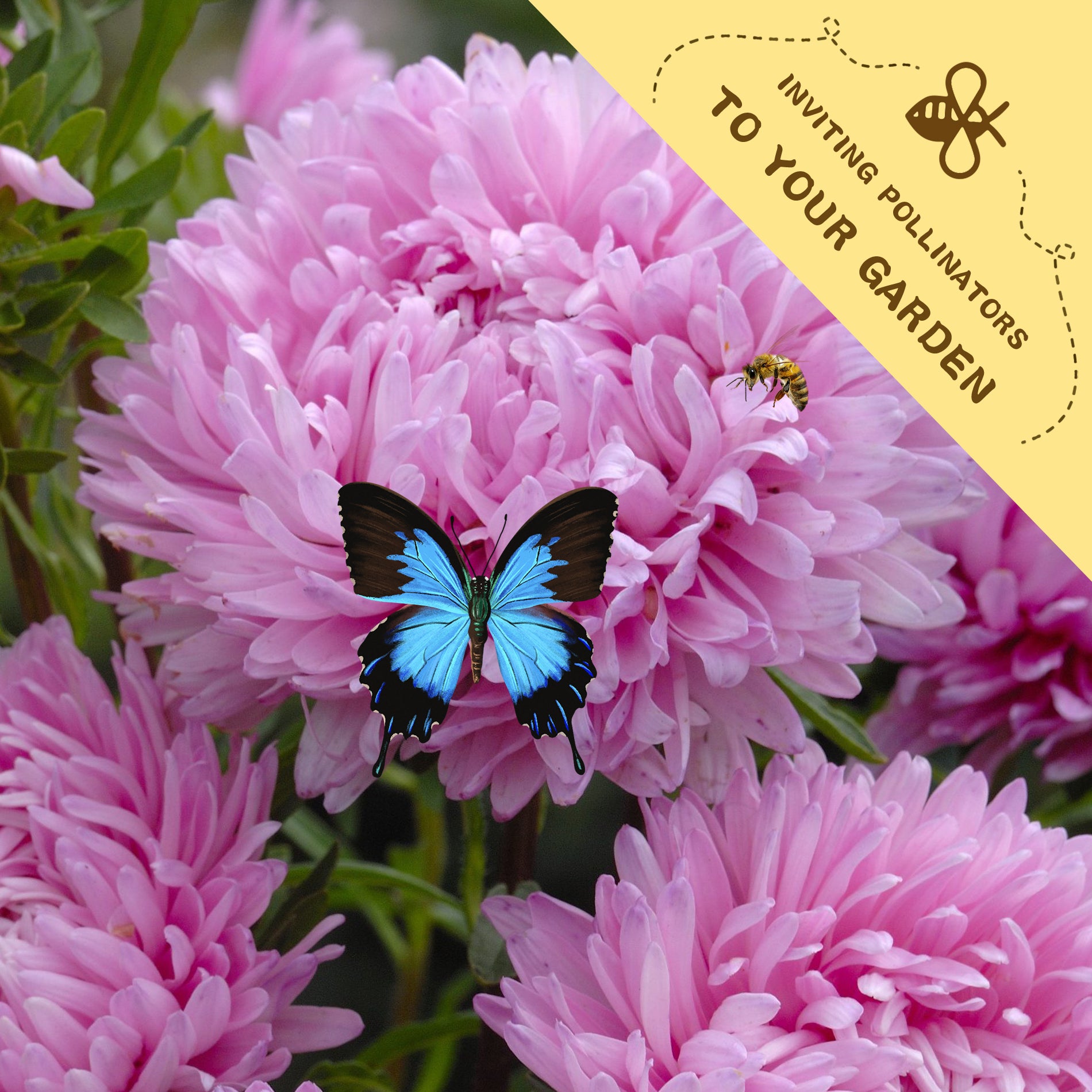 Cut Flower China Aster Seeds Pink flowers with a blue butterfly and a bee, accompanied by a yellow banner inviting pollinators to the garden.