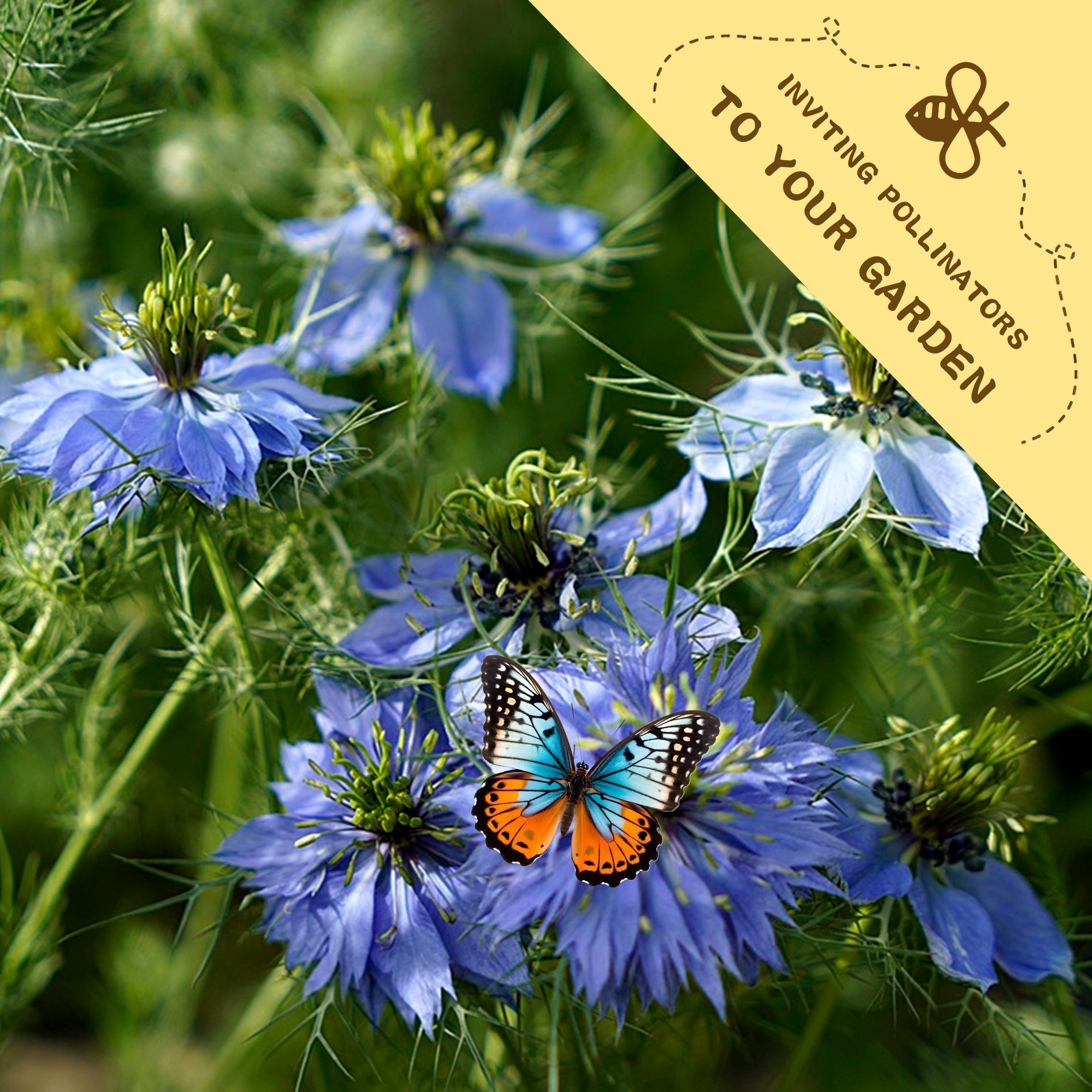 planting nigella seeds Nigella Seeds (Varieties 1-2)