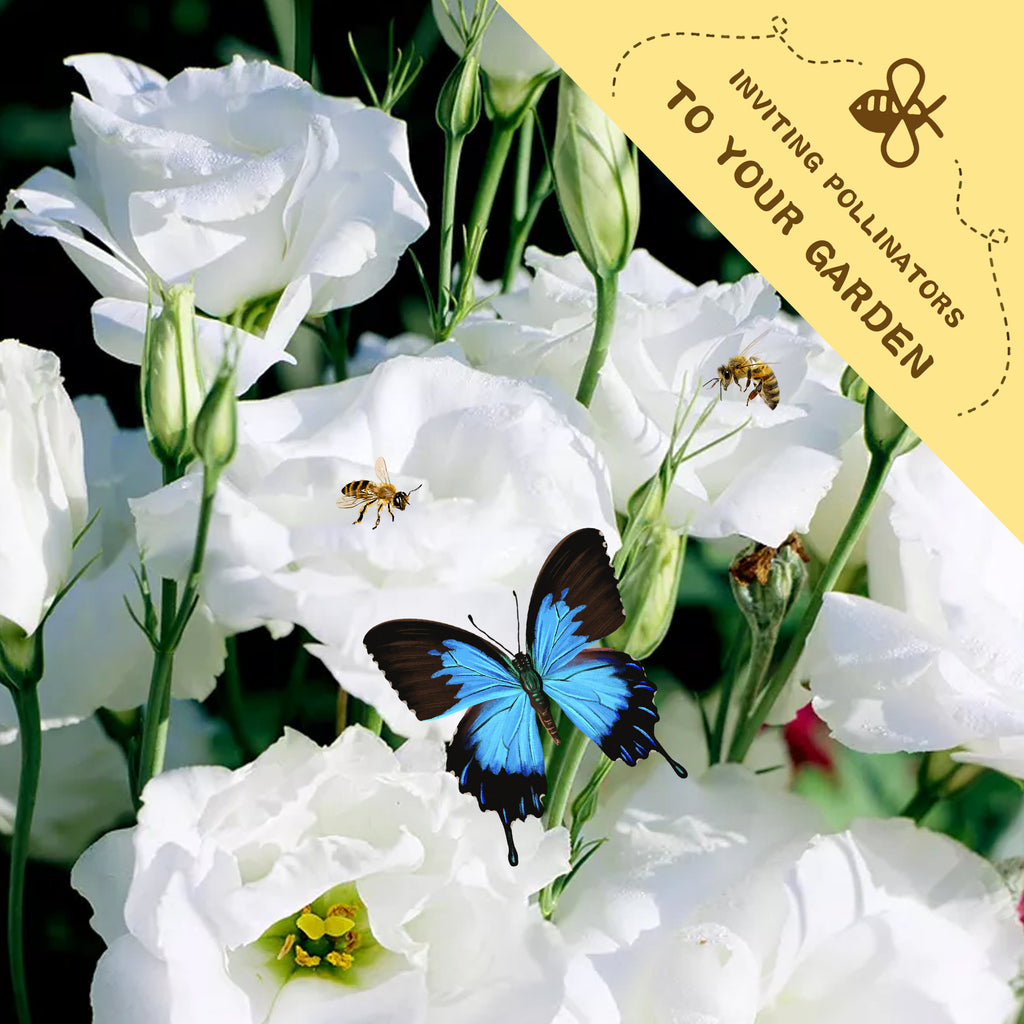 White flowers with a blue butterfly and bee, promoting pollinators.Double Rose Varieties Lisianthus Seeds