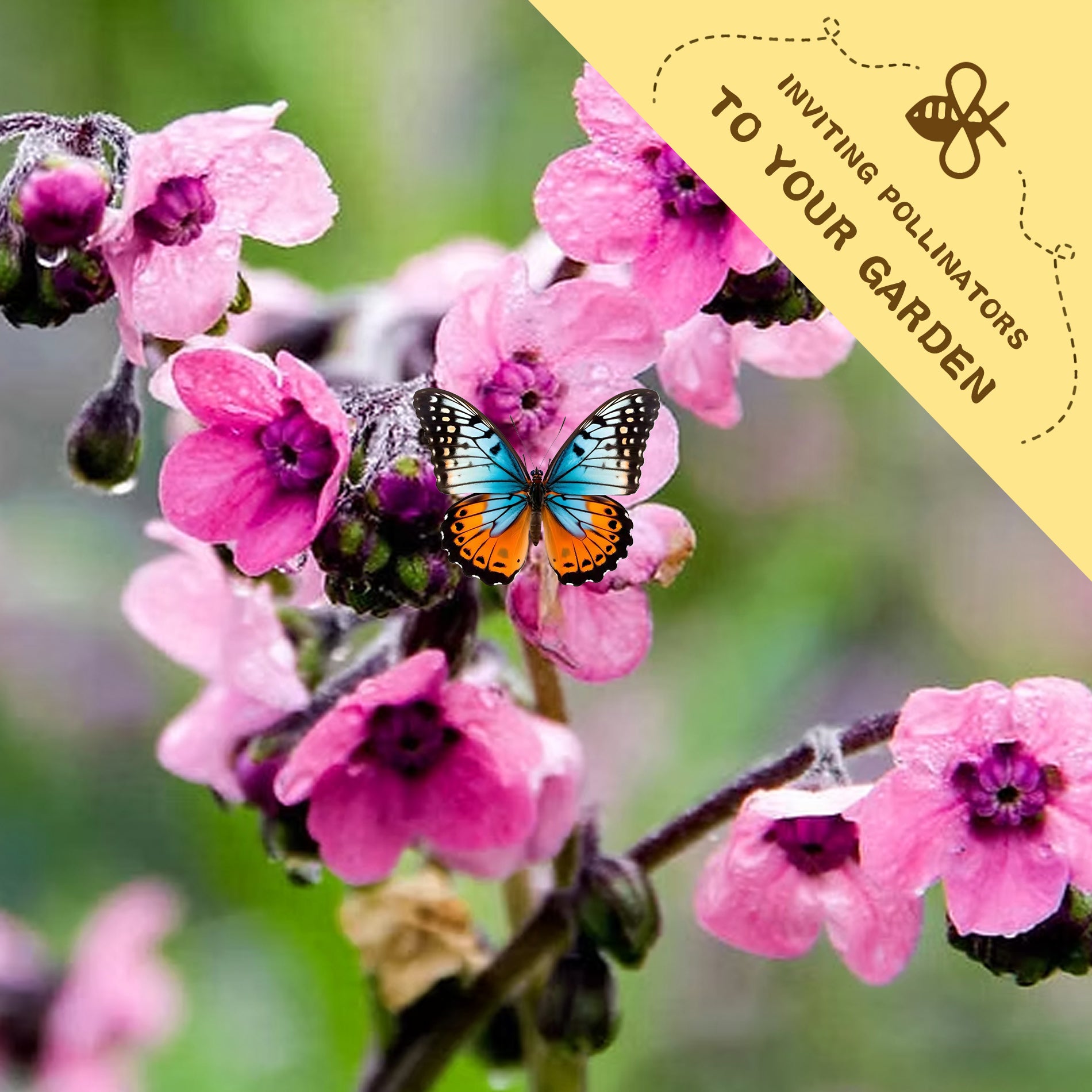 Butterfly on Chinese Forget-Me-Not Cynoglossum Seeds pink flowers with a label inviting pollinators to the garden.