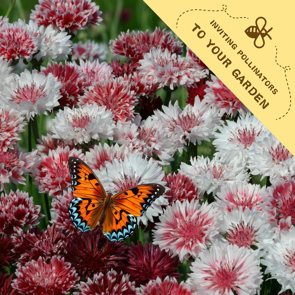 Butterfly on Bachelor's Button Knapweed Cornflower Centaurea Seeds pink and white flowers with a yellow banner inviting pollinators to the garden.