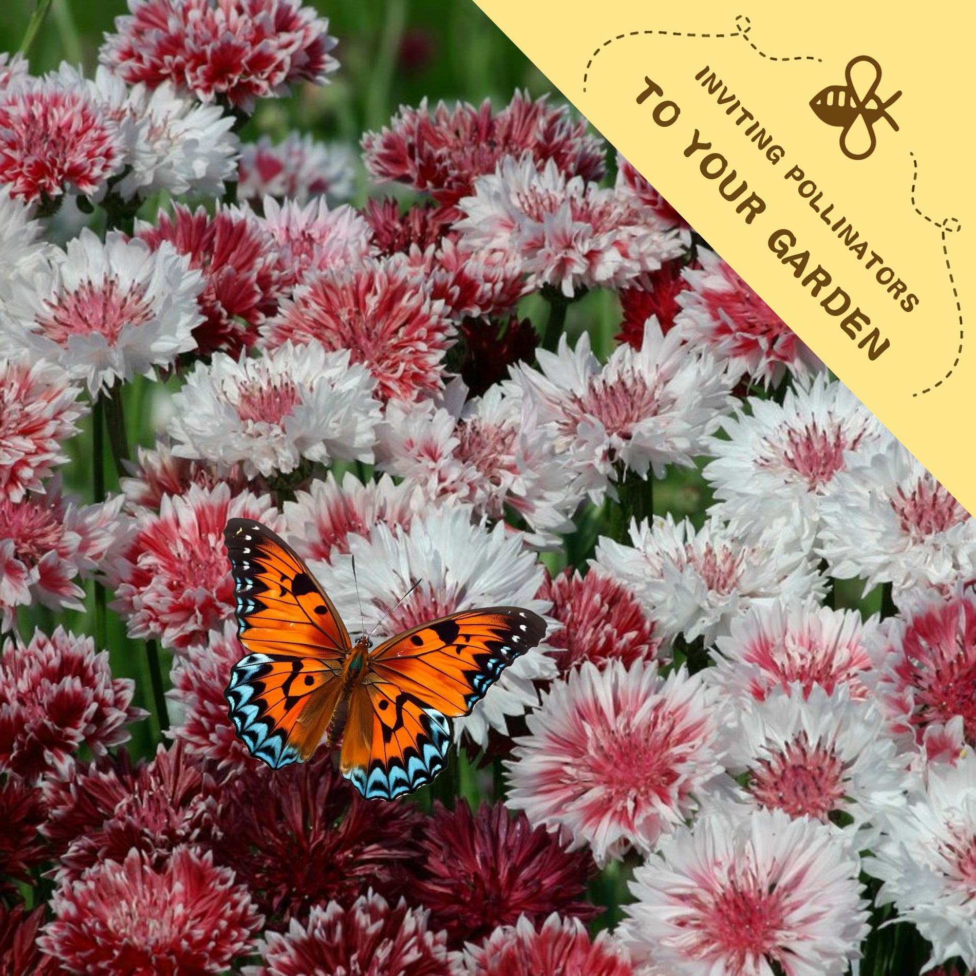 Butterfly on Bachelor's Button Knapweed Cornflower Centaurea Seeds pink and white flowers with a yellow banner inviting pollinators to the garden.