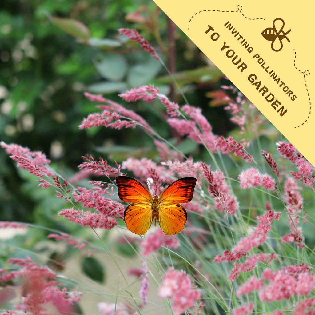 Savannah Grass Ornamental Grass Seeds Butterfly on pink flowers with a yellow banner inviting pollinators to the garden.