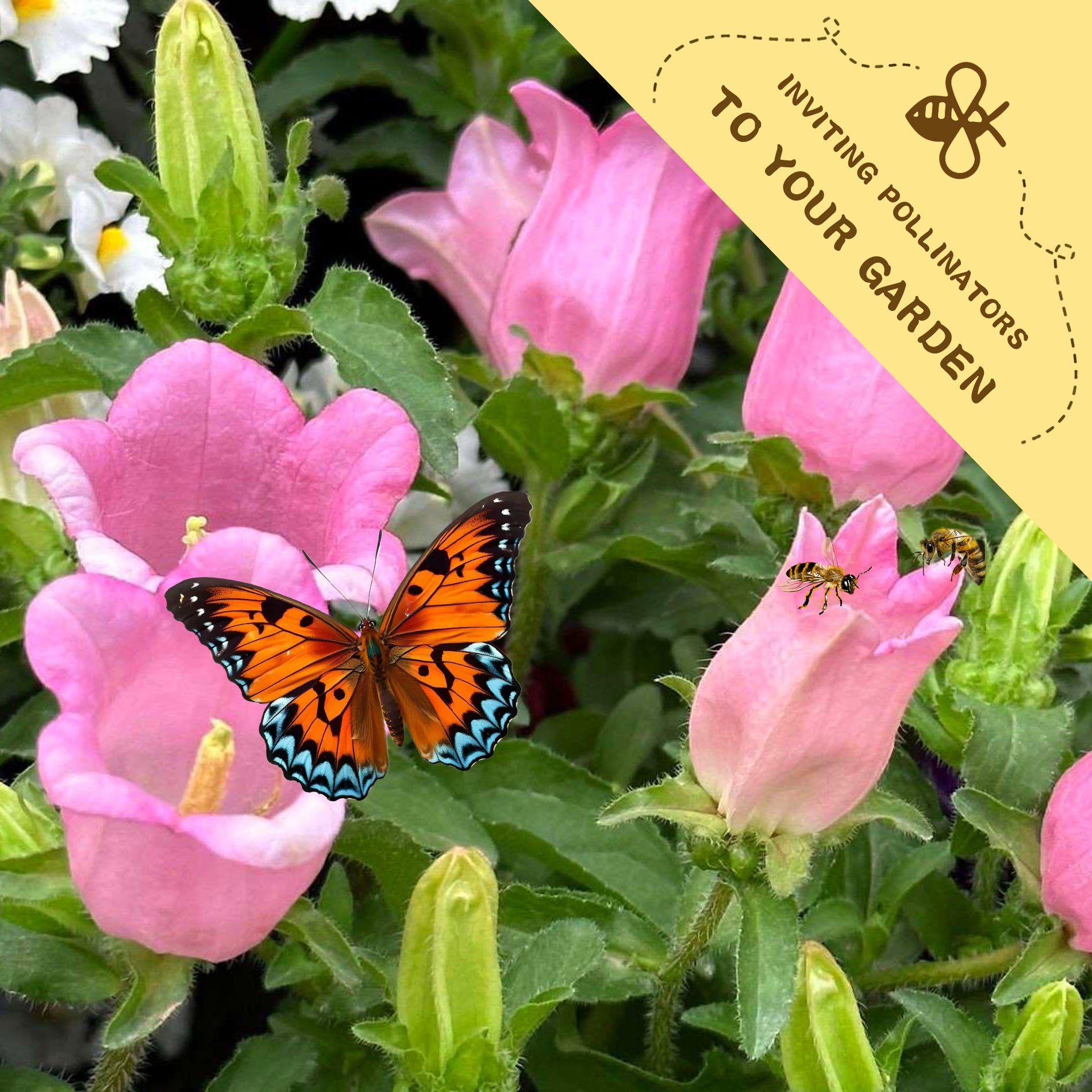 Butterfly on pink flowers with a bee and text inviting pollinators to your garden.Bellflower Campanula Seeds