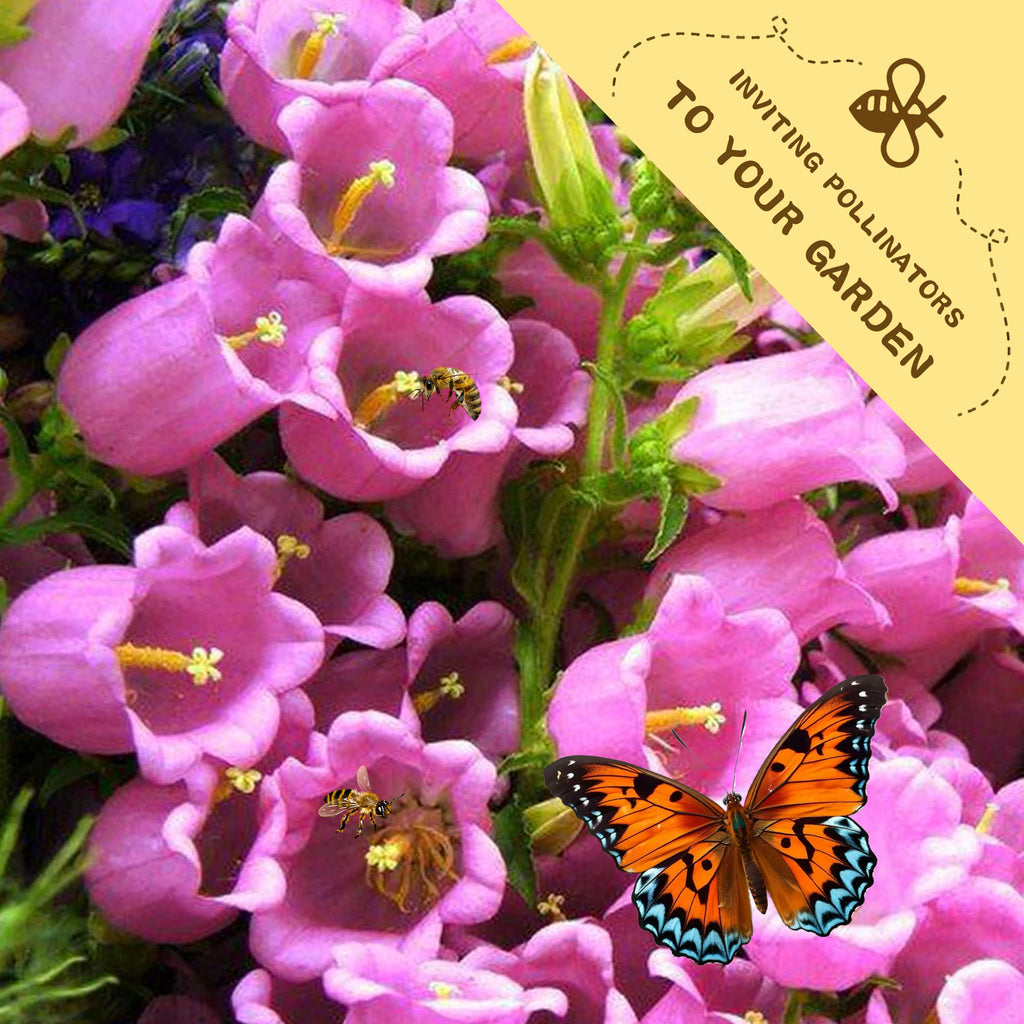 Bellflower Campanula Seeds Pink flowers with a butterfly and text inviting pollinators to a garden