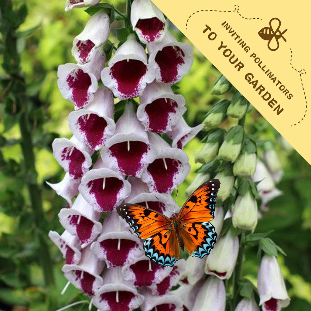 Butterfly on foxglove flowers with a 'Inviting Pollinators to Your Garden' label.Foxglove Spires Digitalis Seeds