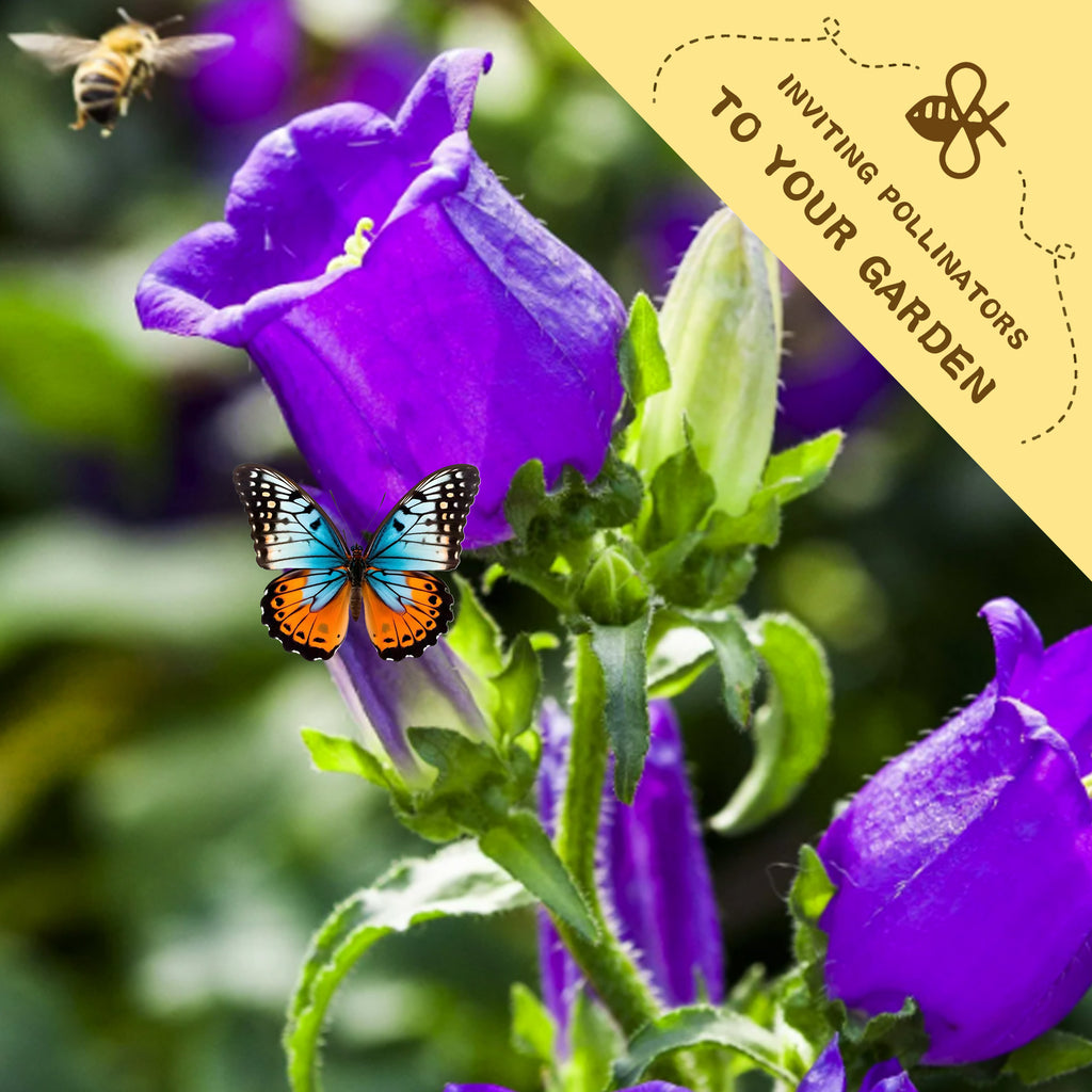 Bellflower Campanula Seeds Purple flower with a butterfly and bee, promoting pollinators in a garden setting.