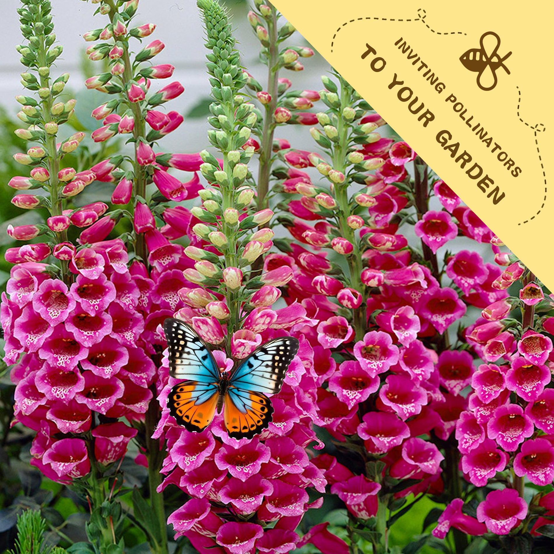 Pink flowers with a butterfly and text inviting pollinators to the garden.Foxglove Spires Digitalis Seeds