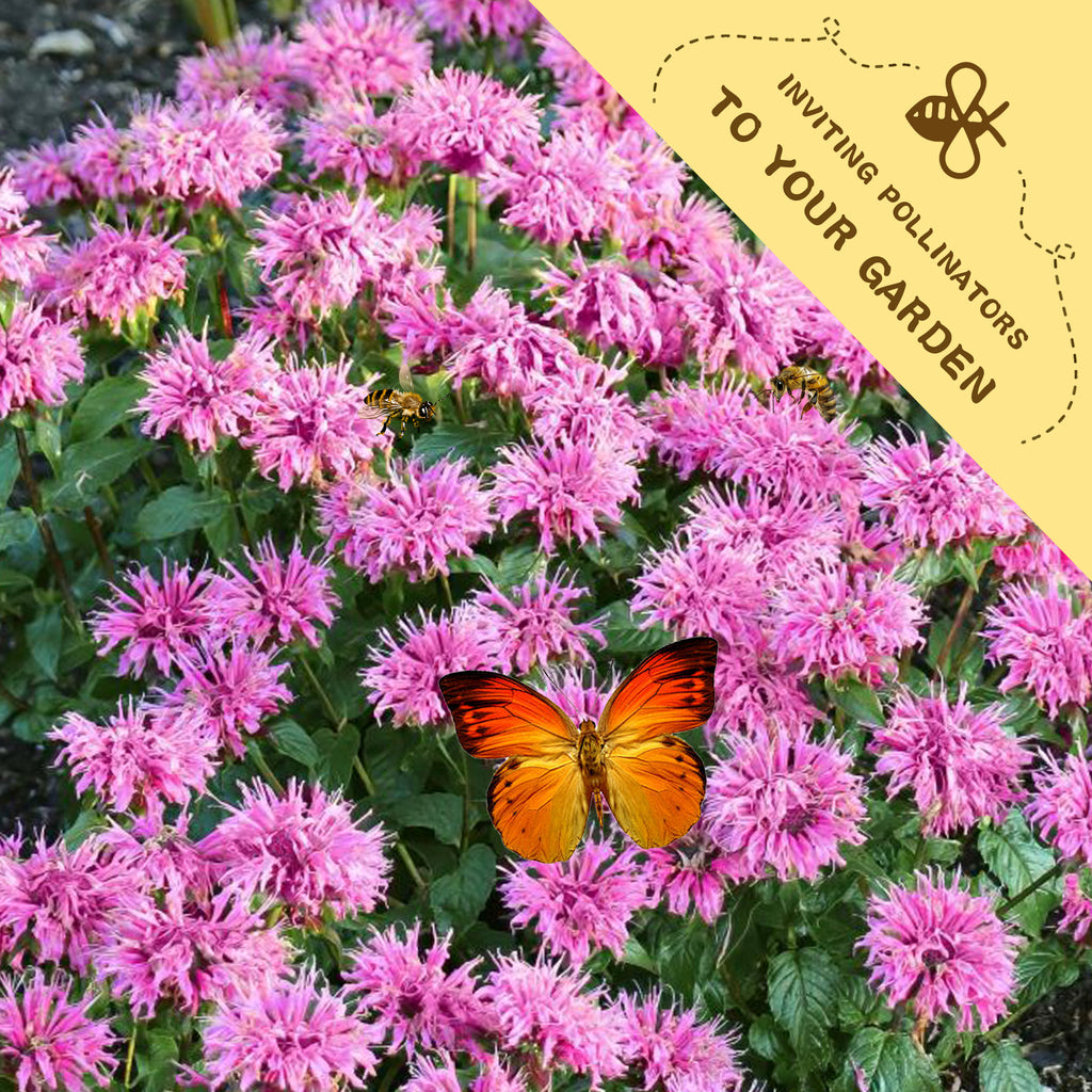 Bee Balm Bergamot Monarda Seeds Pink flowers with a butterfly and a label inviting pollinators to the garden.