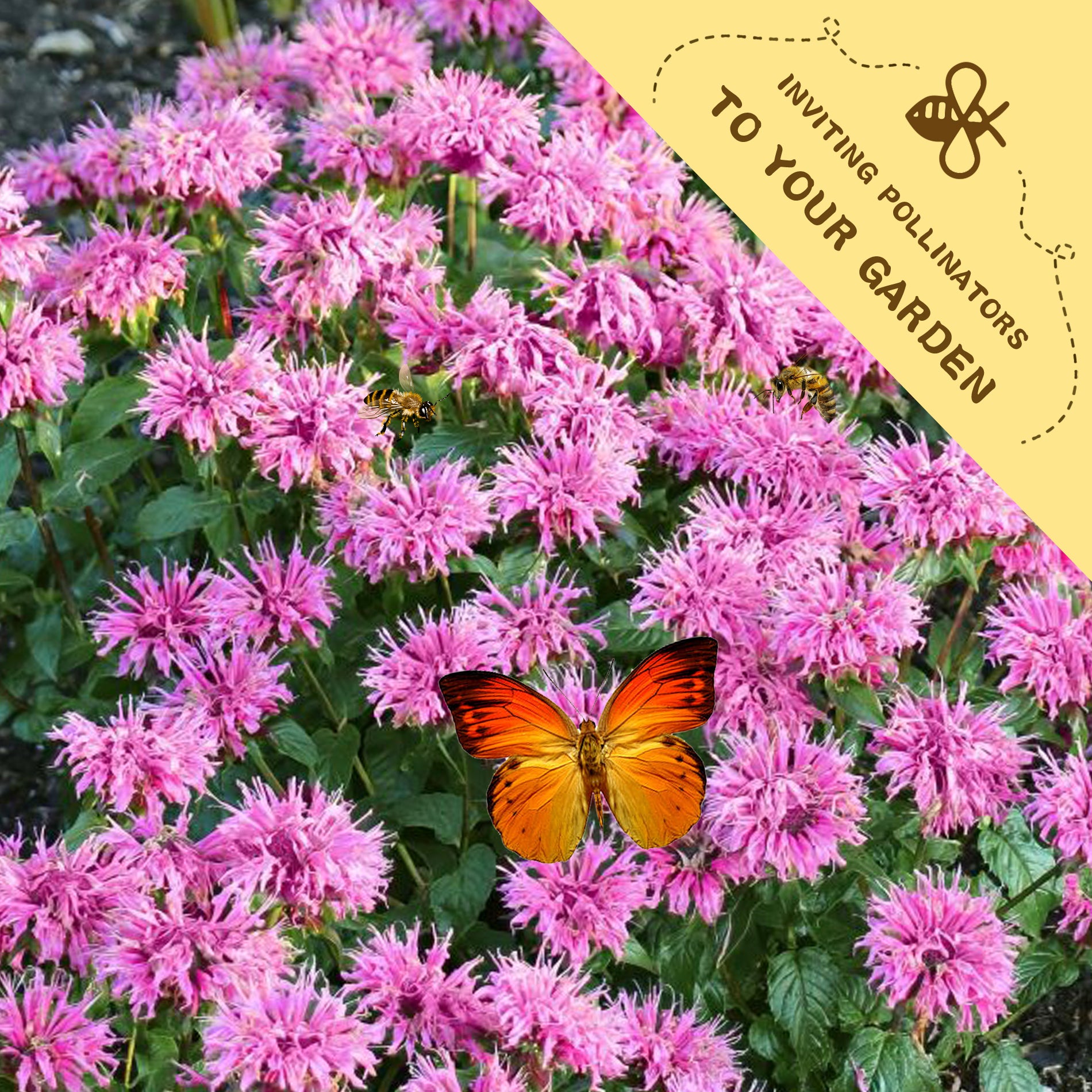 Bee Balm Bergamot Monarda Seeds Pink flowers with a butterfly and a label inviting pollinators to the garden.
