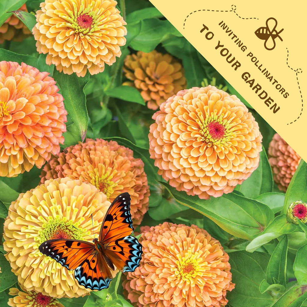Butterfly on Zinnia Seeds Elegant Cut & Come Again orange flowers with a 'Inviting Pollinators to Your Garden' label.