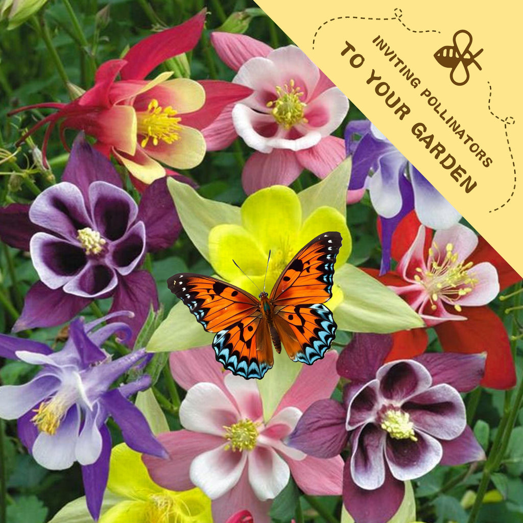 Colorful flowers with a butterfly and a label inviting pollinators to the garden.Granny’s Bonnet Columbine Seeds