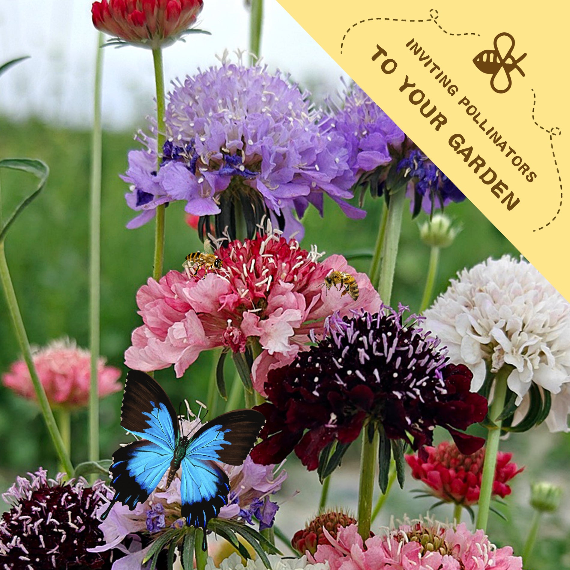 Pincushion Flower Scabiosa Seeds Colorful flowers with a butterfly and a yellow banner inviting pollinators to the garden.