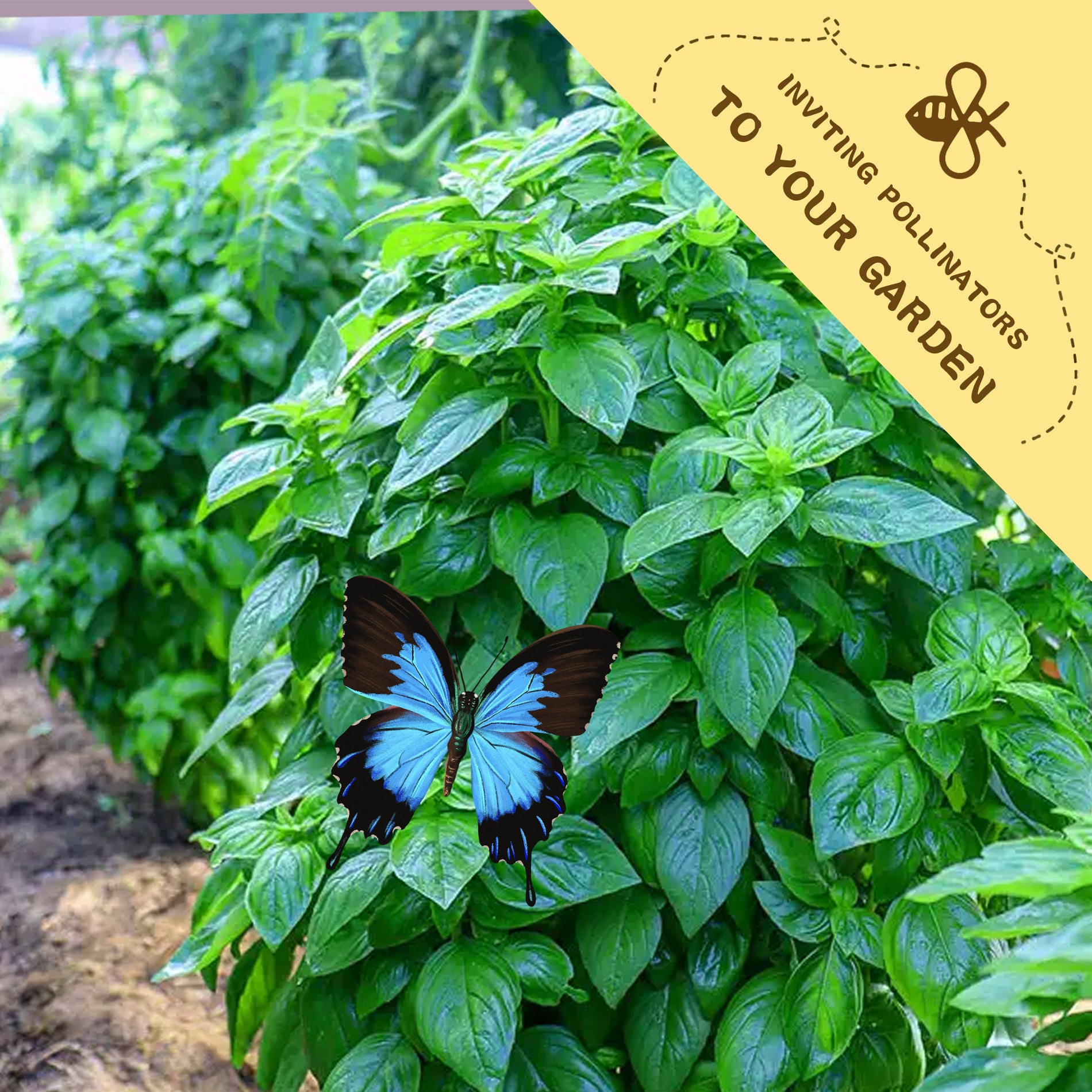 Green basil plant with a butterfly on it, featuring a label inviting pollinators to the garden.Green Ornamental Basil Seeds 200Pcs