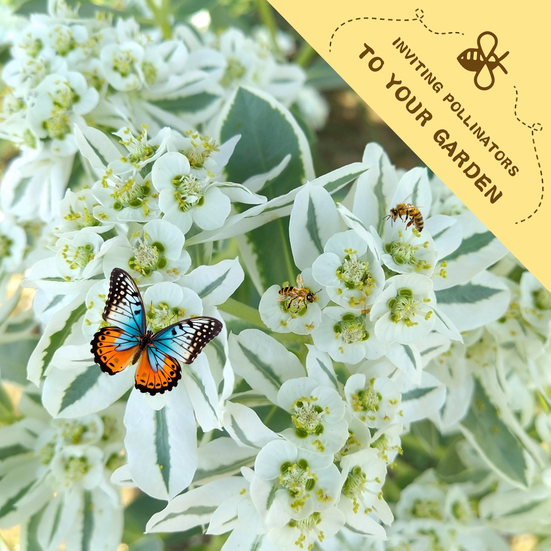 Butterfly on white flowers with a bee and text inviting pollinators to your garden.Snow on the Mountain Euphorbia Seeds