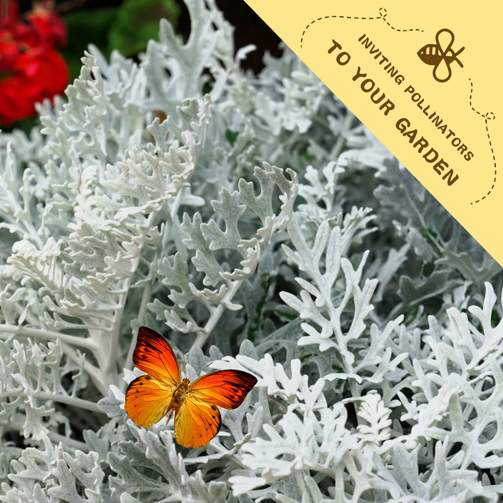 Butterfly on white foliage with a yellow banner inviting pollinators to the garden.Silver Lace Foliage Dusty Miller Seeds