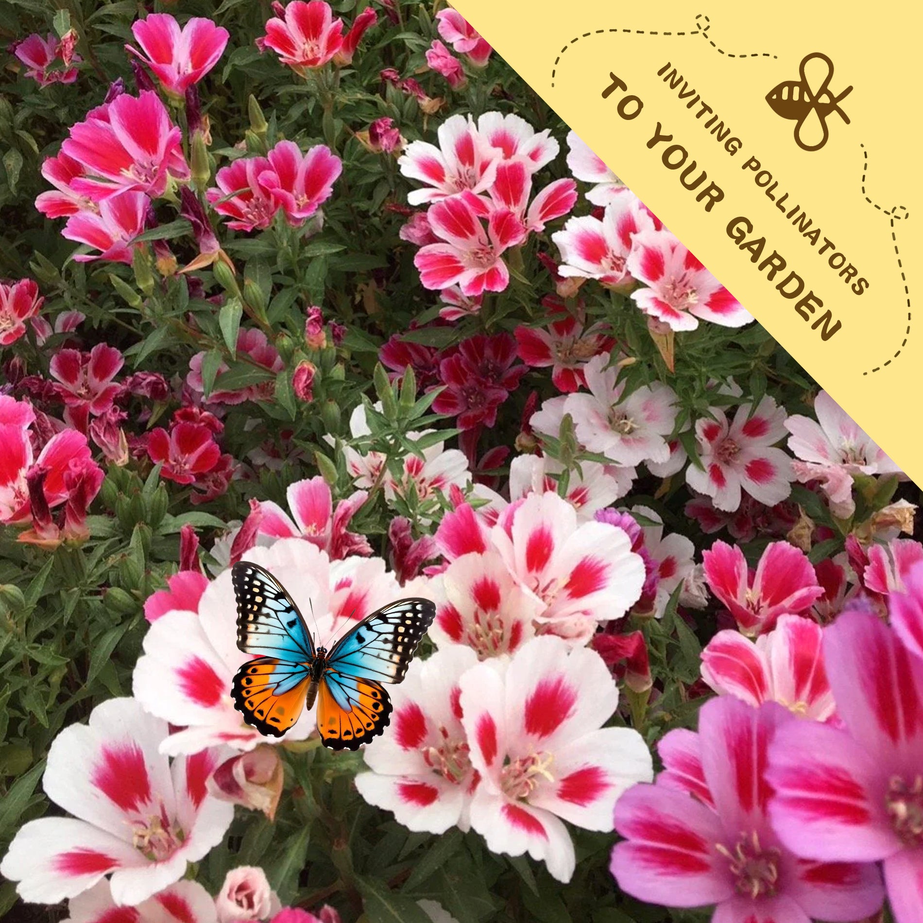 Mountain Garland Clarkia Seeds Colorful flowers with a butterfly and a label inviting pollinators to the garden.