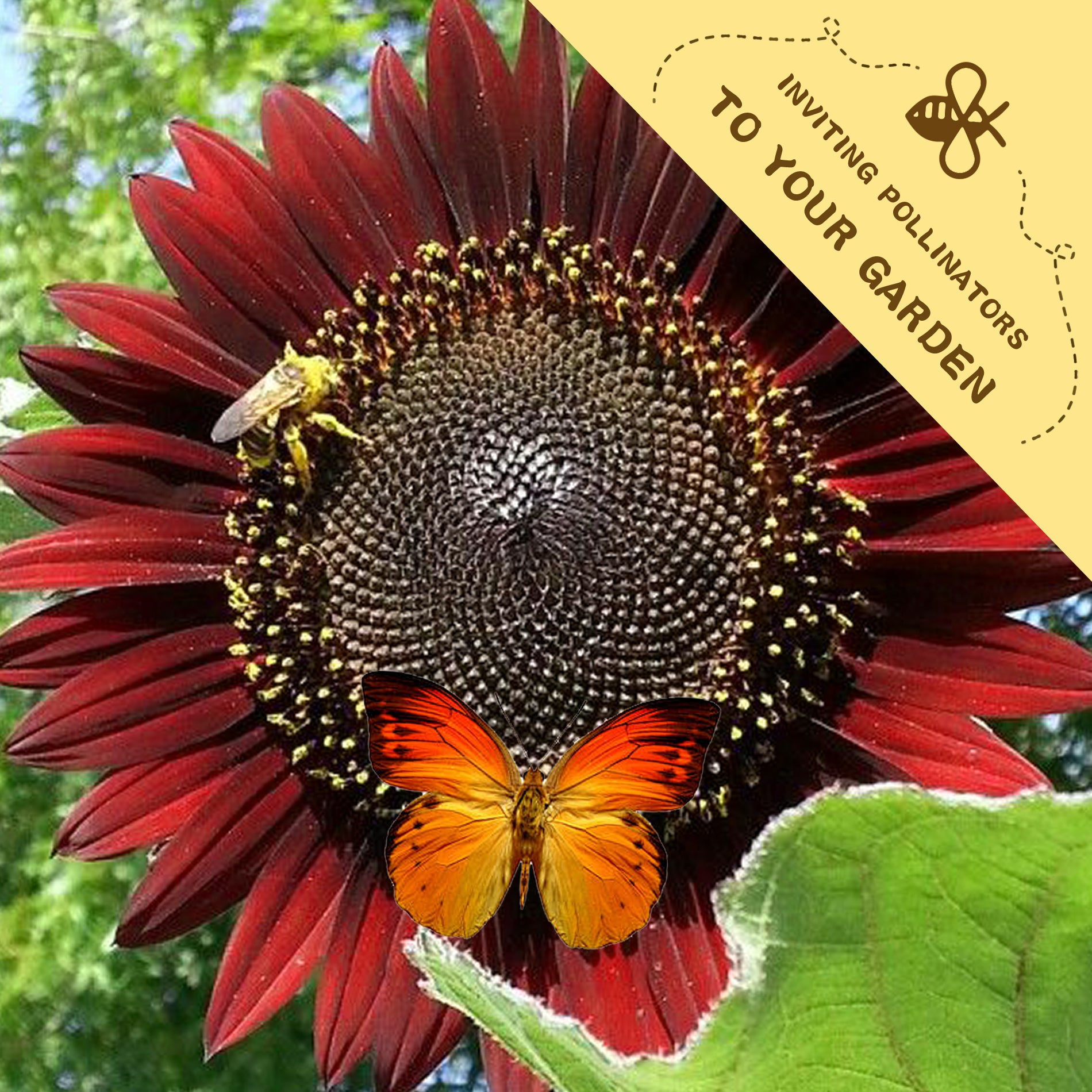 Black-Eyed Susan Rudbeckia Seeds with a butterfly and bee on a green leaf, promoting pollinators.