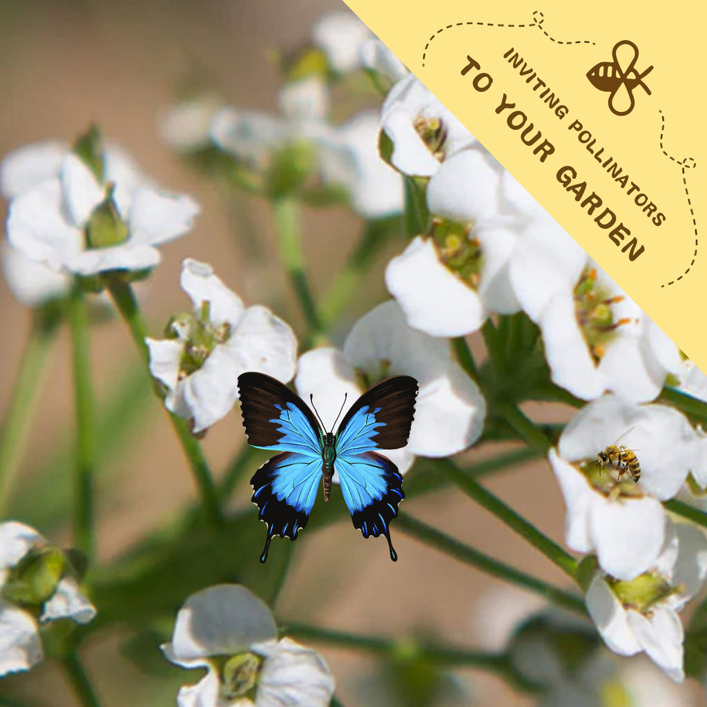 Blue butterfly on white flowers with a yellow label inviting pollinators to the garden.Sweet Alyssum Groundcover White Alyssum Seeds