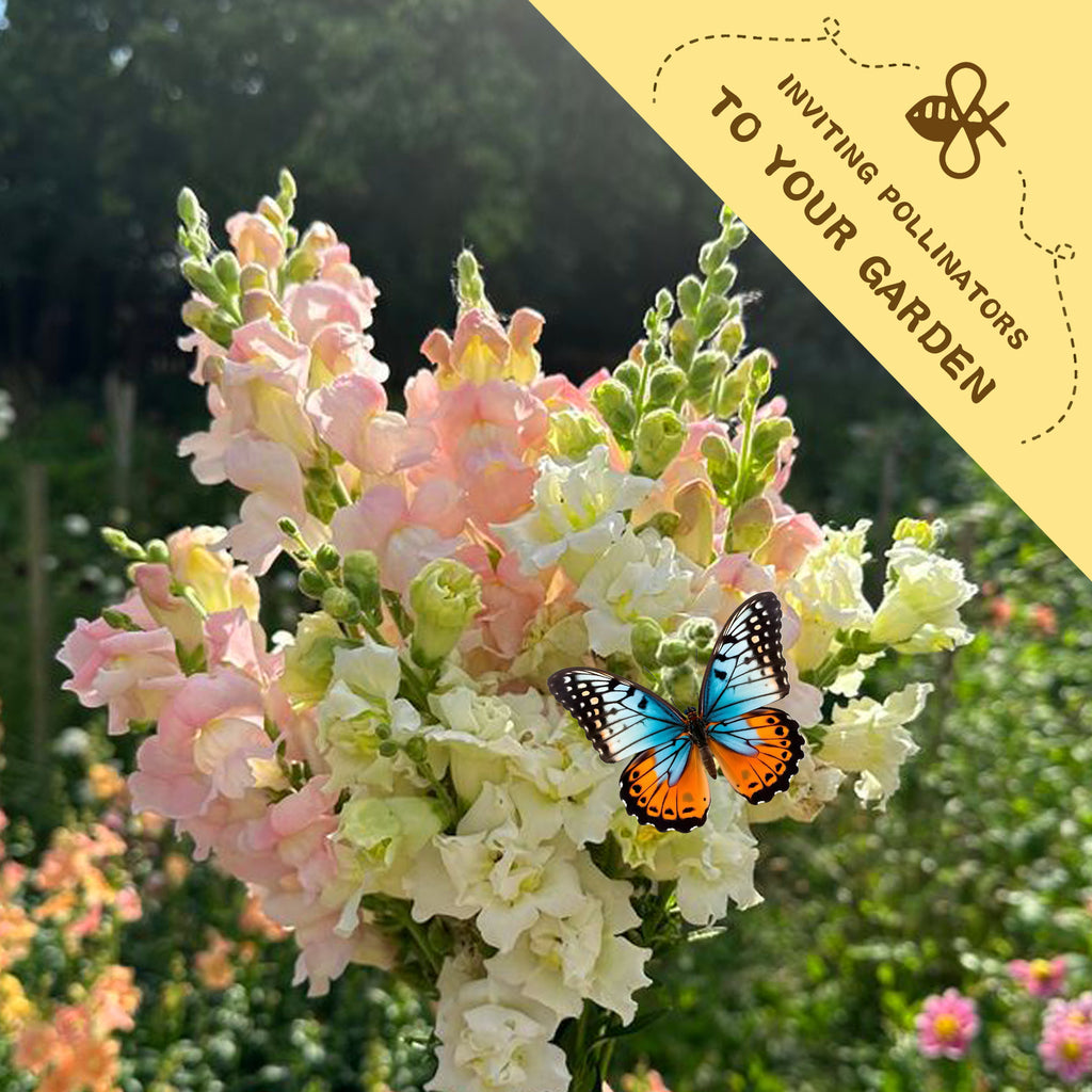 Bouquet of Tall Antirrhinum Snapdragon Seeds pink and white flowers with a butterfly on a blurred garden background