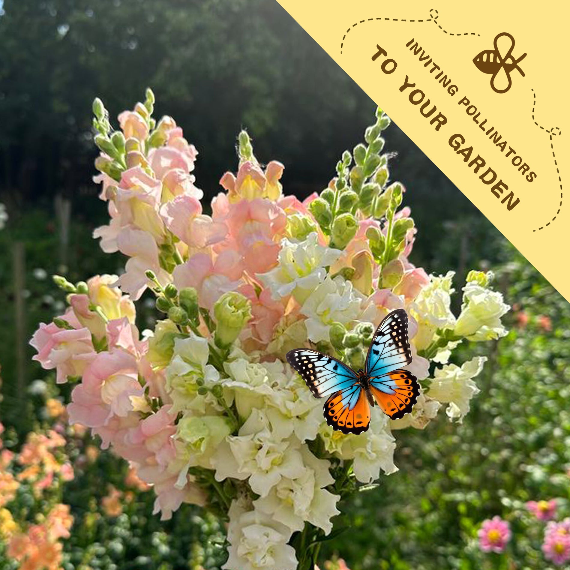 Bouquet of Tall Antirrhinum Snapdragon Seeds pink and white flowers with a butterfly on a blurred garden background