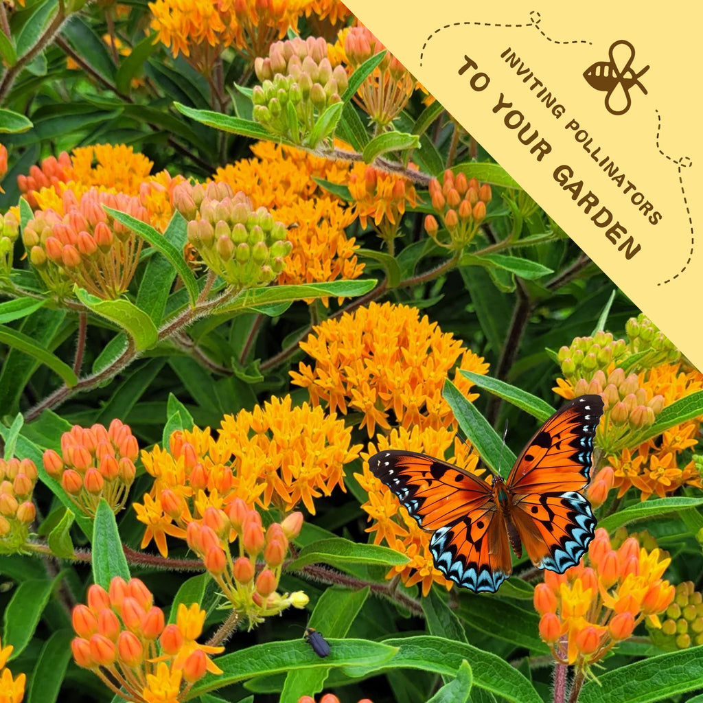 Butterfly Weed Milkweed Orange Asclepias Seeds.Butterfly on orange flowers with a label inviting pollinators to your garden.