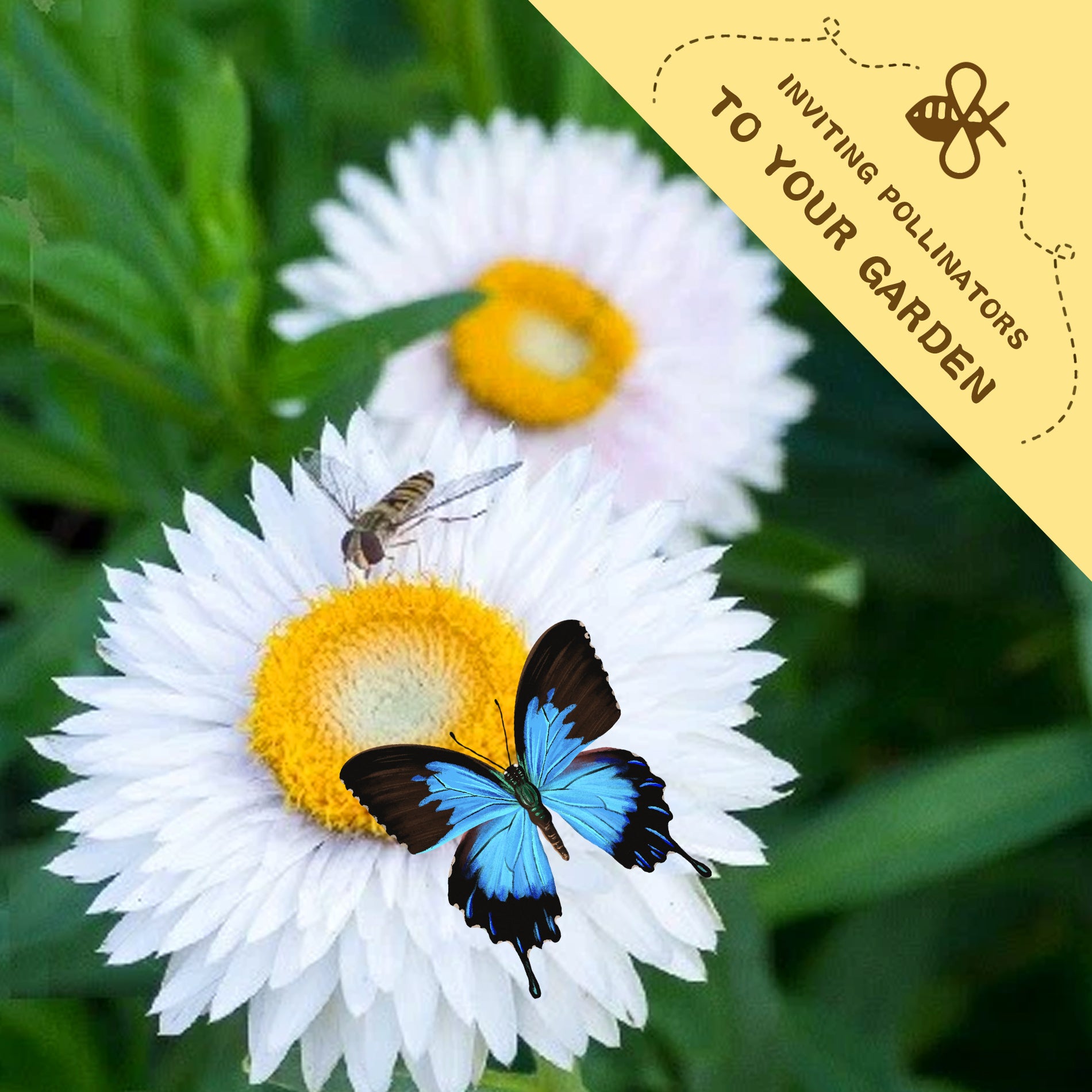 Butterfly on a Everlasting Flower Strawflower Seeds white flower with a yellow center, surrounded by greenery, and a banner inviting pollinators to the garden.