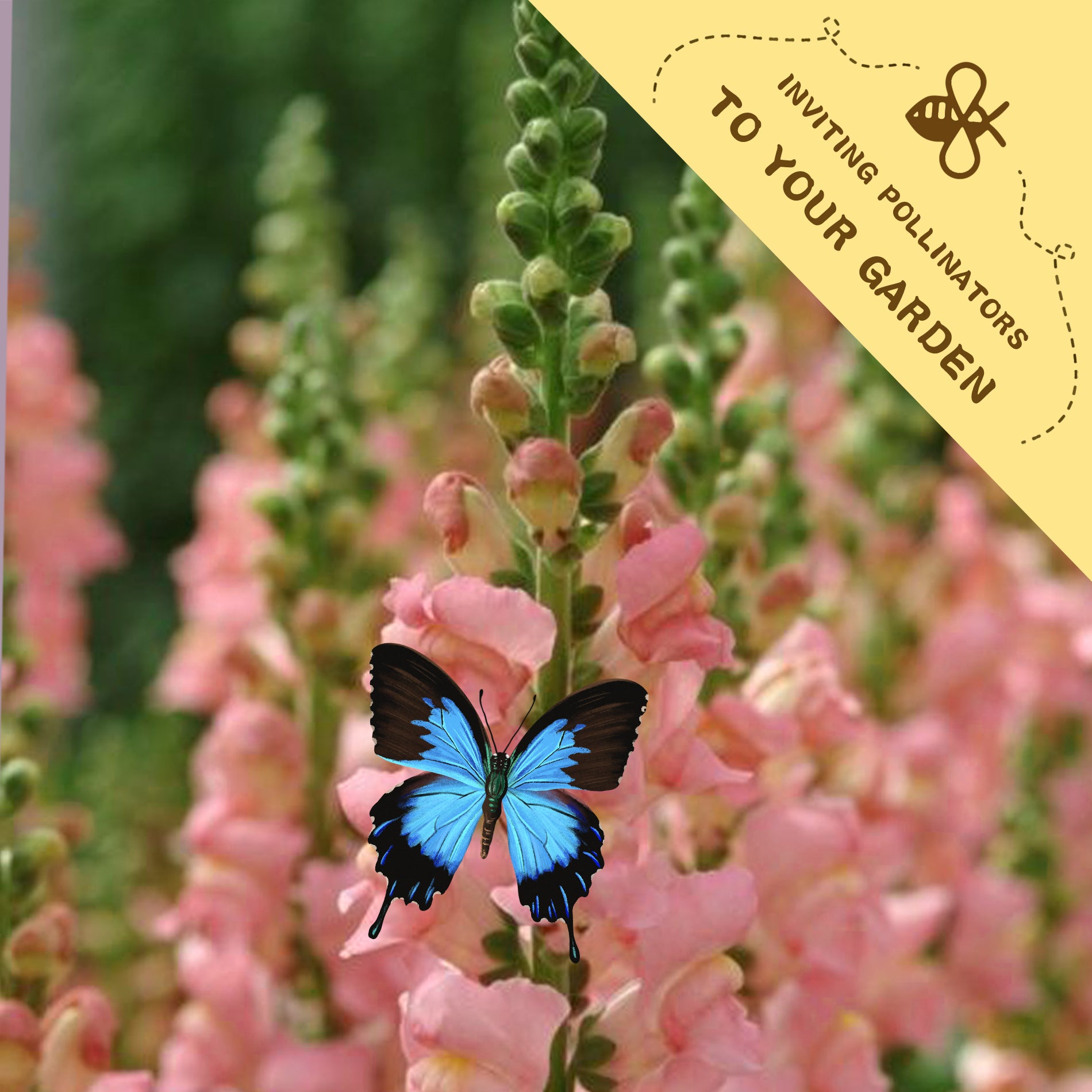 Blue butterfly on Tall Antirrhinum Snapdragon Seeds pink flowers with a yellow banner inviting pollinators to the garden.