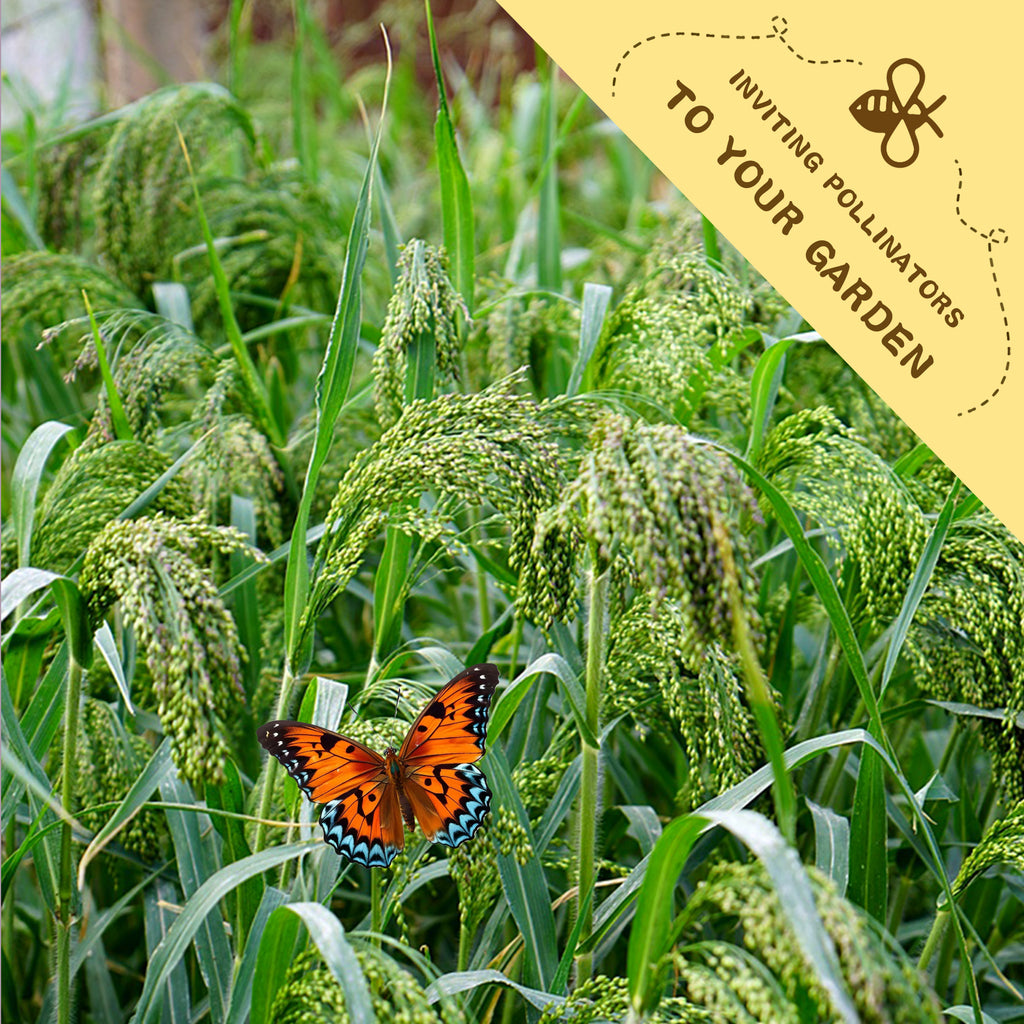 Butterfly on green plants with a label inviting pollinators to your garden.Ornamental Grass Seeds