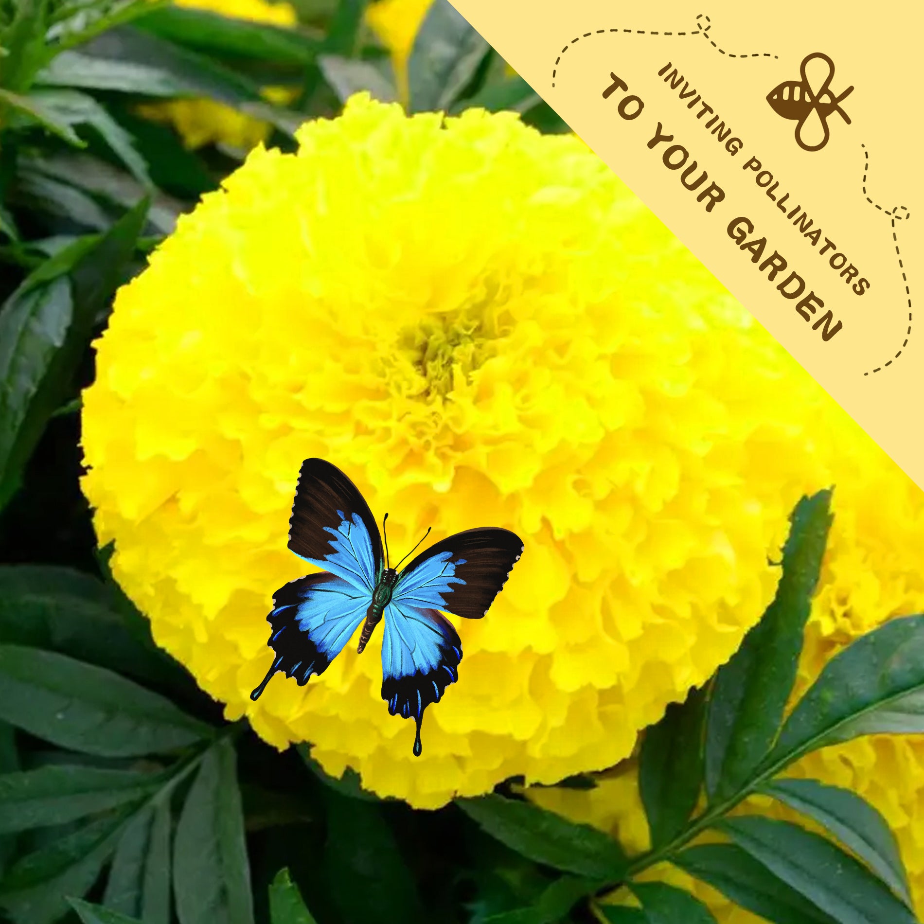 African Marigold Giant Marigold Seeds Yellow marigold flower with a blue butterfly on a green leafy background