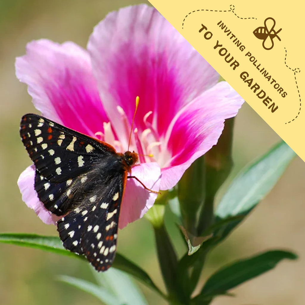 Butterfly on a pink flower with a label inviting pollinators to your garden.Mountain Garland Clarkia Seeds