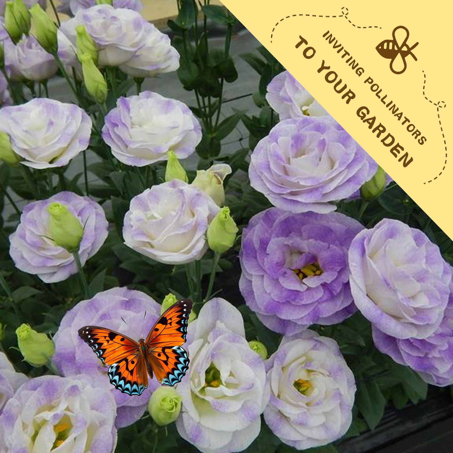 Double Rose Varieties Lisianthus Seeds Purple and white flowers with a butterfly on a yellow background inviting pollinators to the garden.