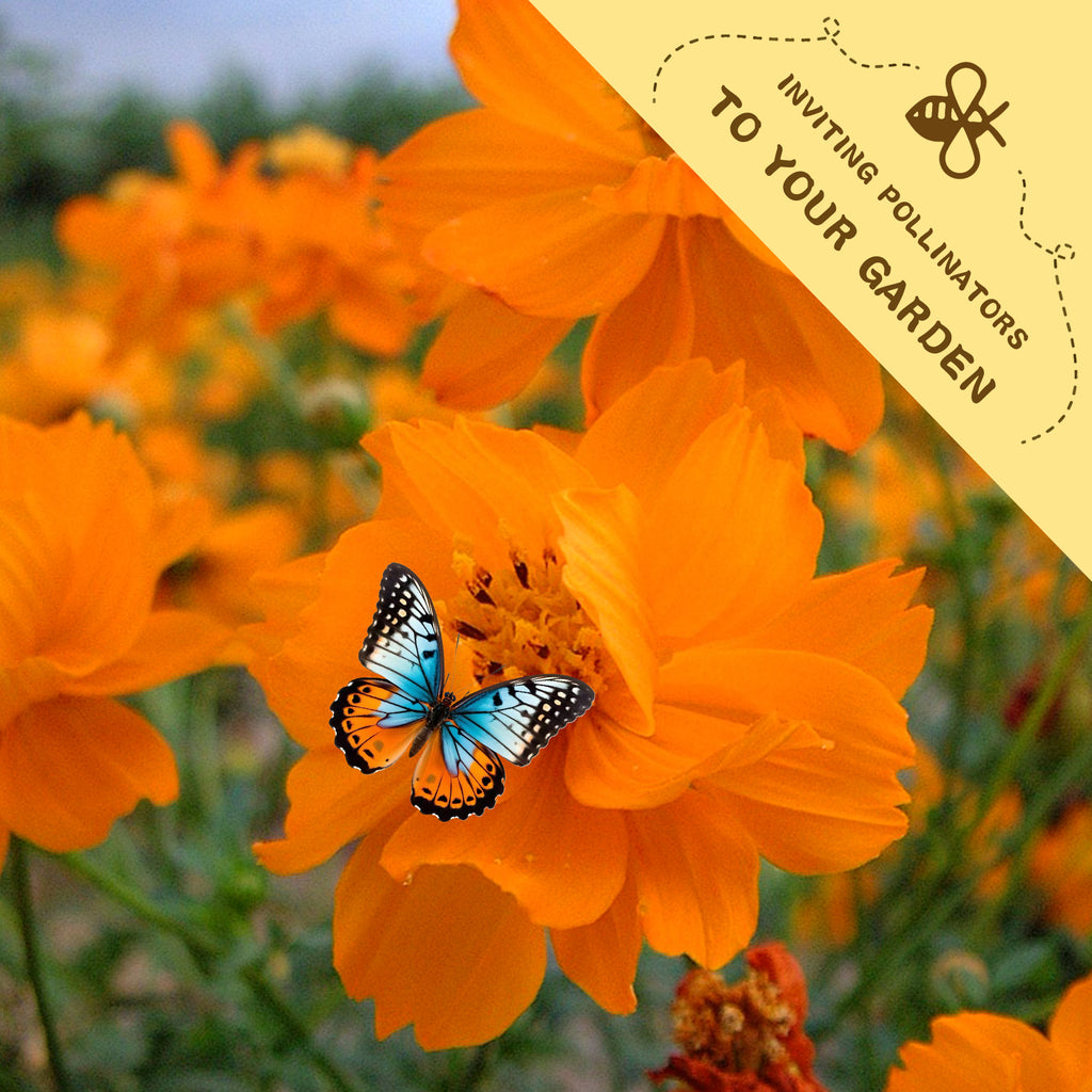Orange flower with a butterfly on it, surrounded by more flowers, with a label inviting pollinators to the garden.Mexican Aster Cosmos Seeds
