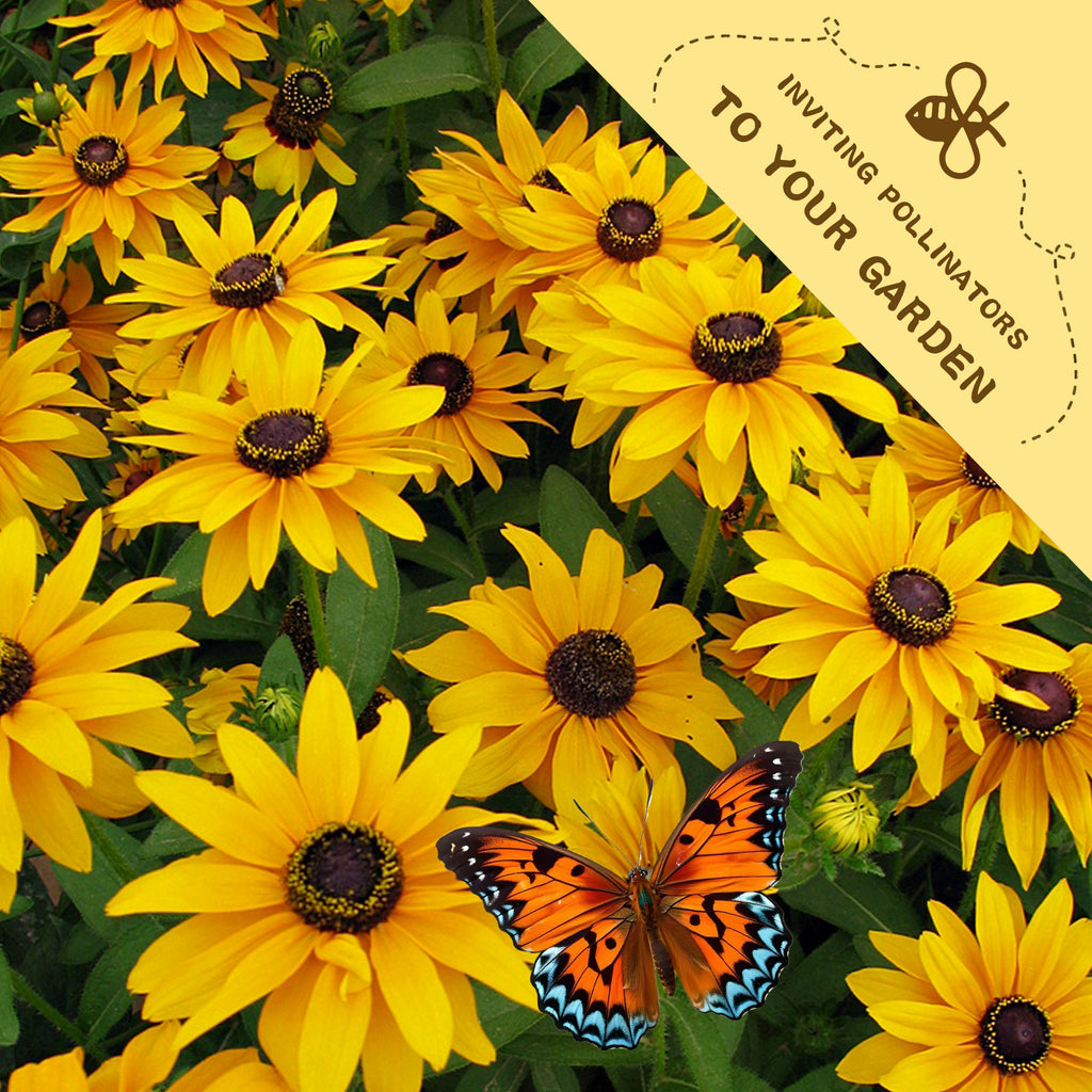 Black-Eyed Susan Rudbeckia Seeds Yellow flowers with a butterfly and a decorative bee icon on a yellow banner.