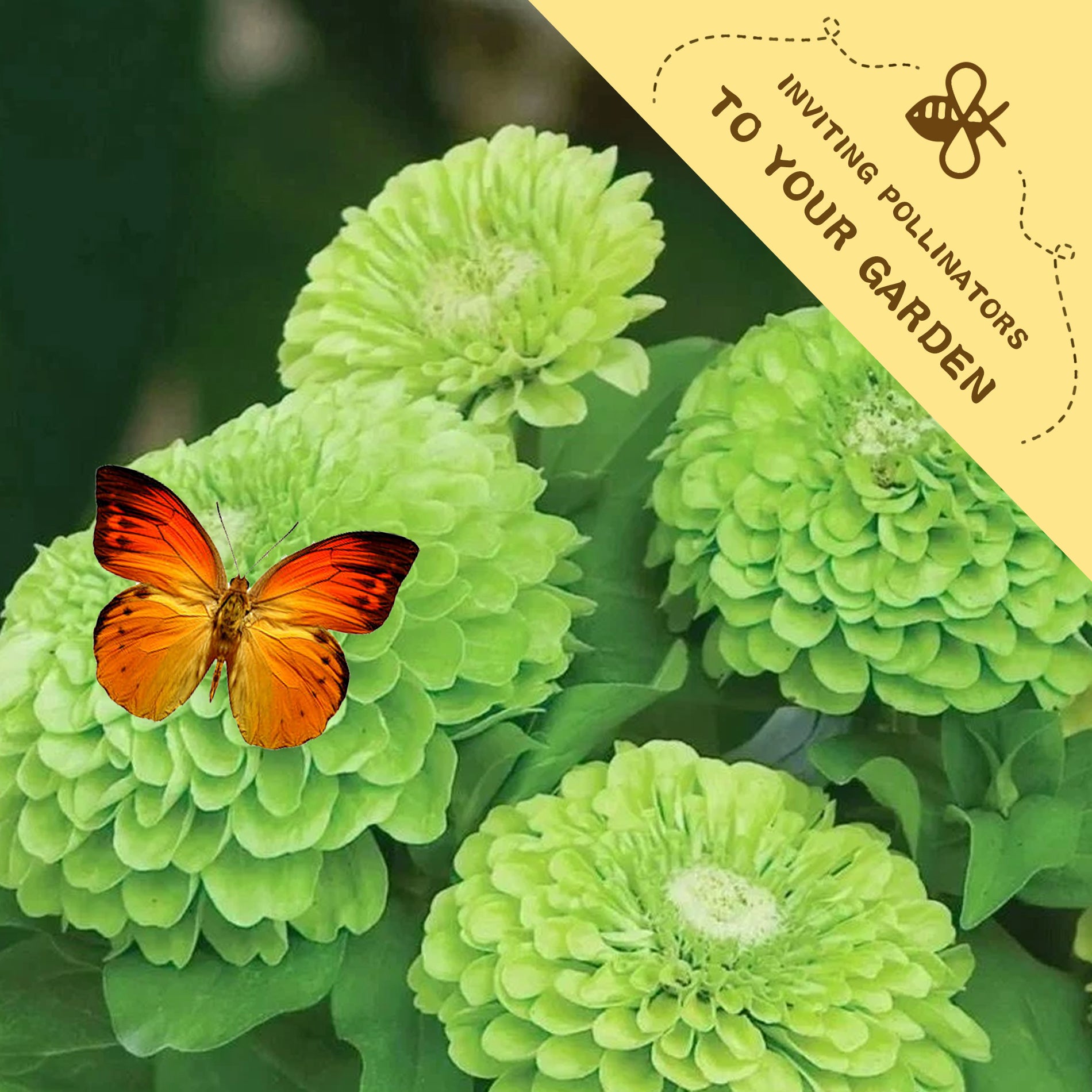 Elegant Cut & Come Again Zinnia Seeds Butterfly on a green flower with a 'Inviting Pollinators to Your Garden' label.