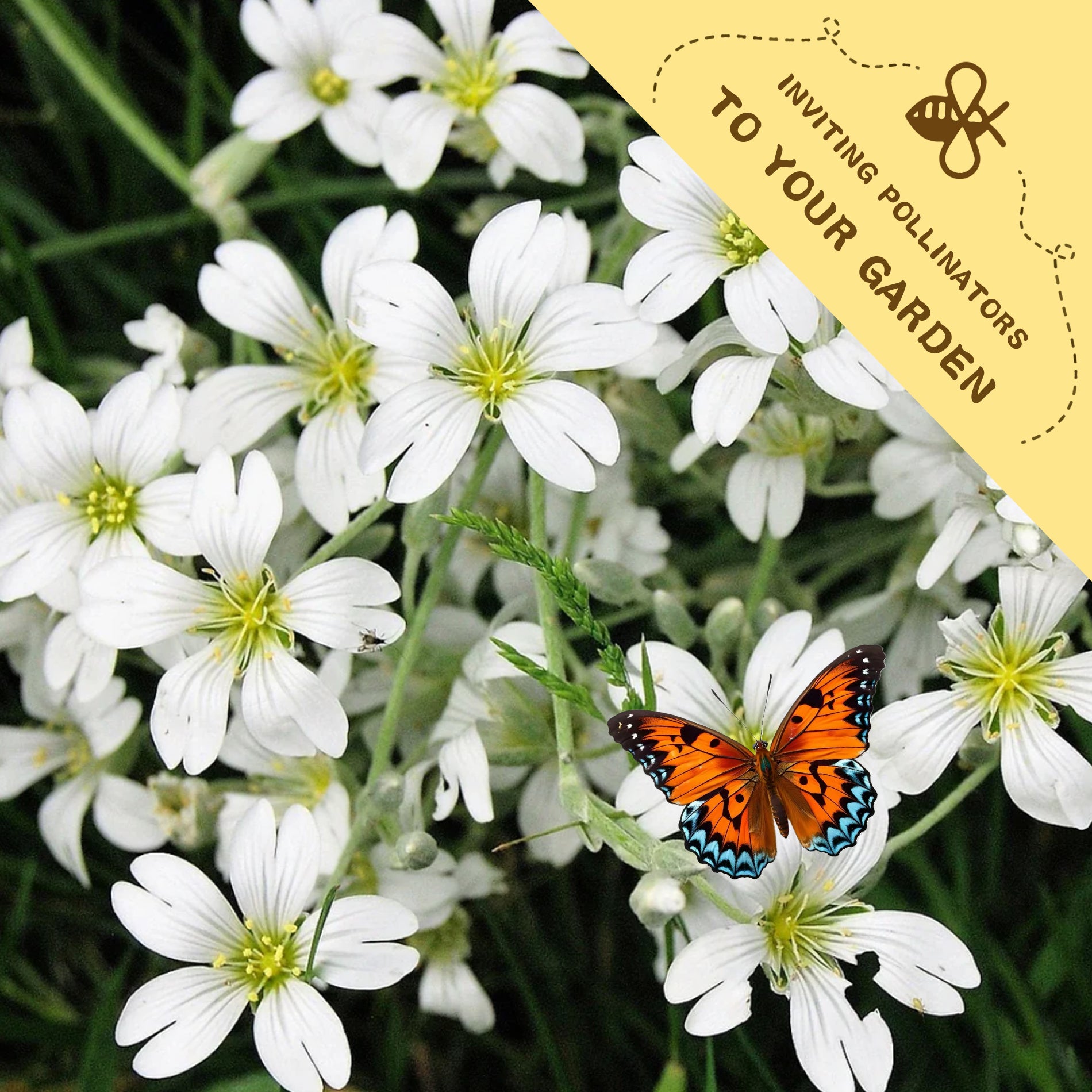 Baby's Breath Covent Garden Gypsophila Seeds White flowers with a butterfly and a yellow banner inviting pollinators to the garden.