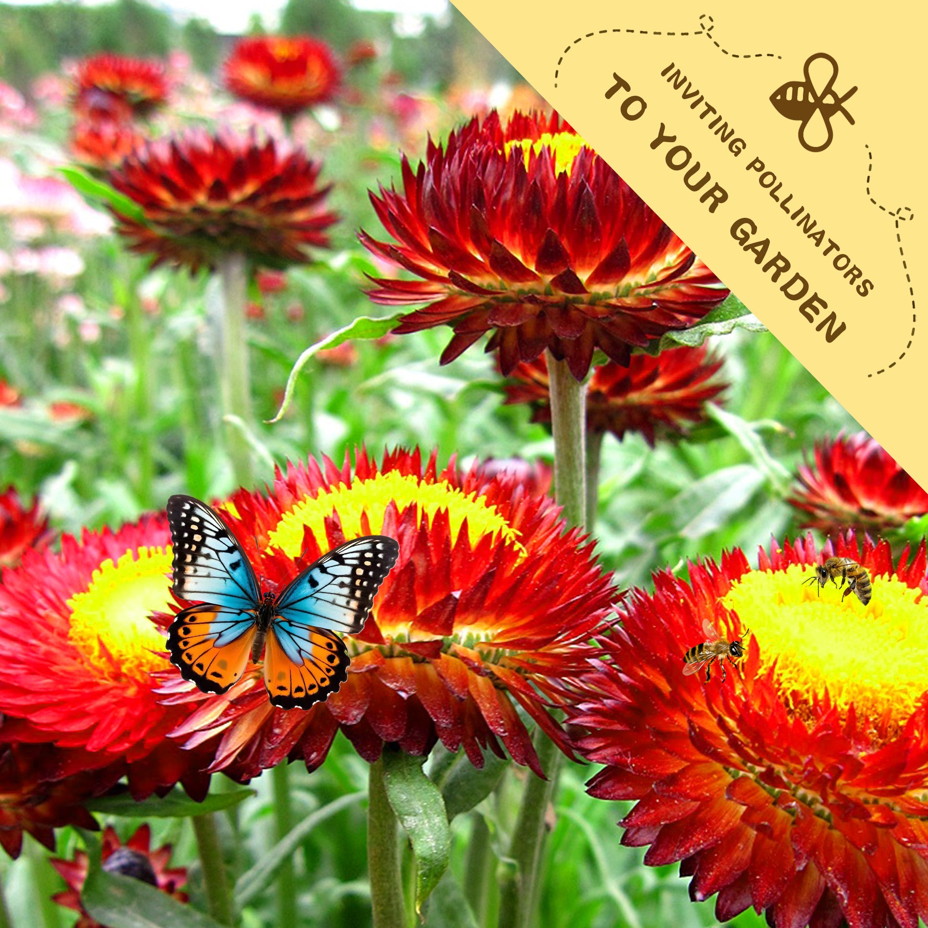 Everlasting Flower Strawflower Seeds Red and yellow flowers with a butterfly and bee, and a yellow banner inviting pollinators to the garden.