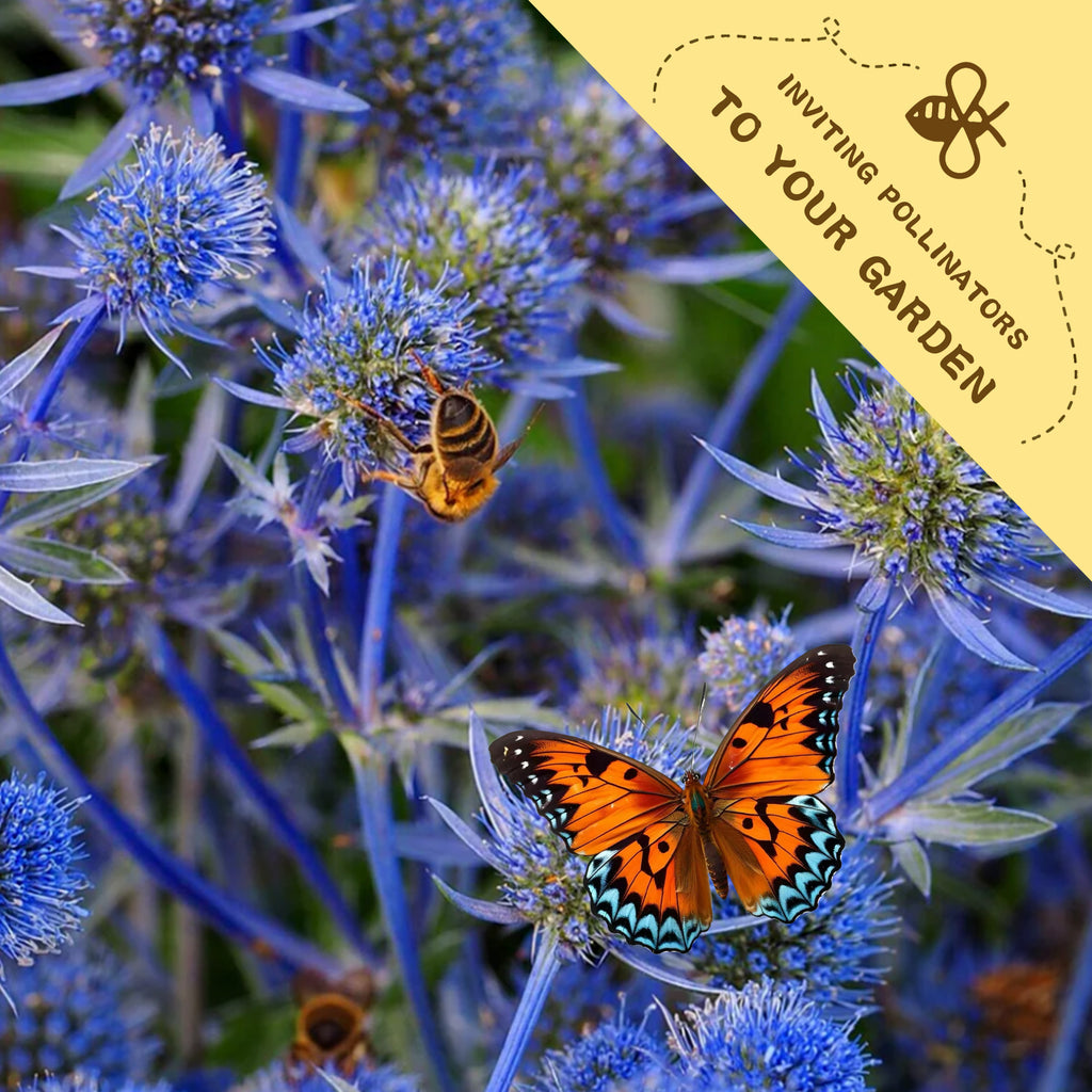 Blue flowers with a bee and butterfly, and a yellow card inviting pollinators to the garden.Sea Holly Thistle Eryngium Seeds