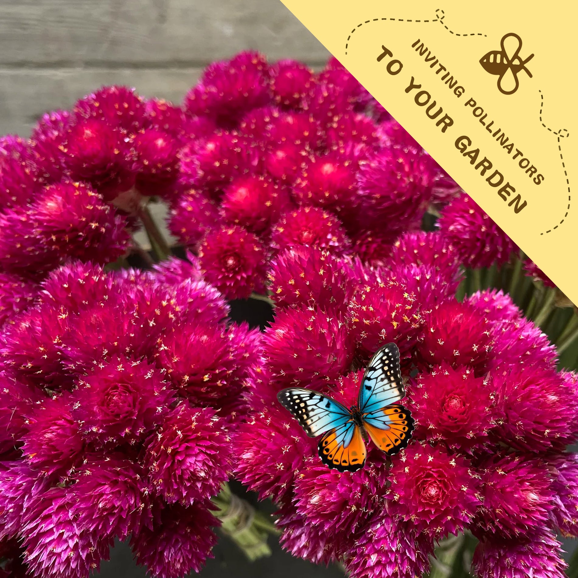Pink flowers with a butterfly on a wooden background, featuring text inviting pollinators to the garden.Globe Amaranth Gomphrena Seeds