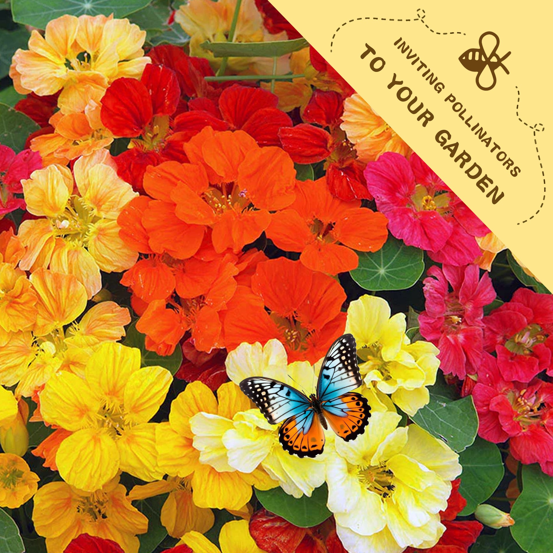 Indian Cress Nasturtium SeedsColorful flowers with a butterfly and a label inviting pollinators to the garden.