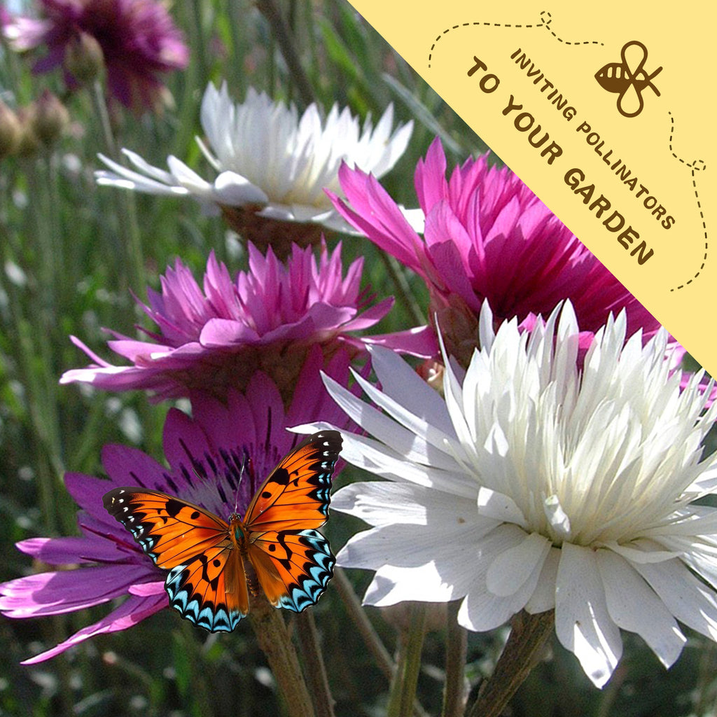 Butterfly on Xeranthemum Immortelle Annual Seeds Mix Colors flowers in the background, yellow banner inviting pollinators to garden.