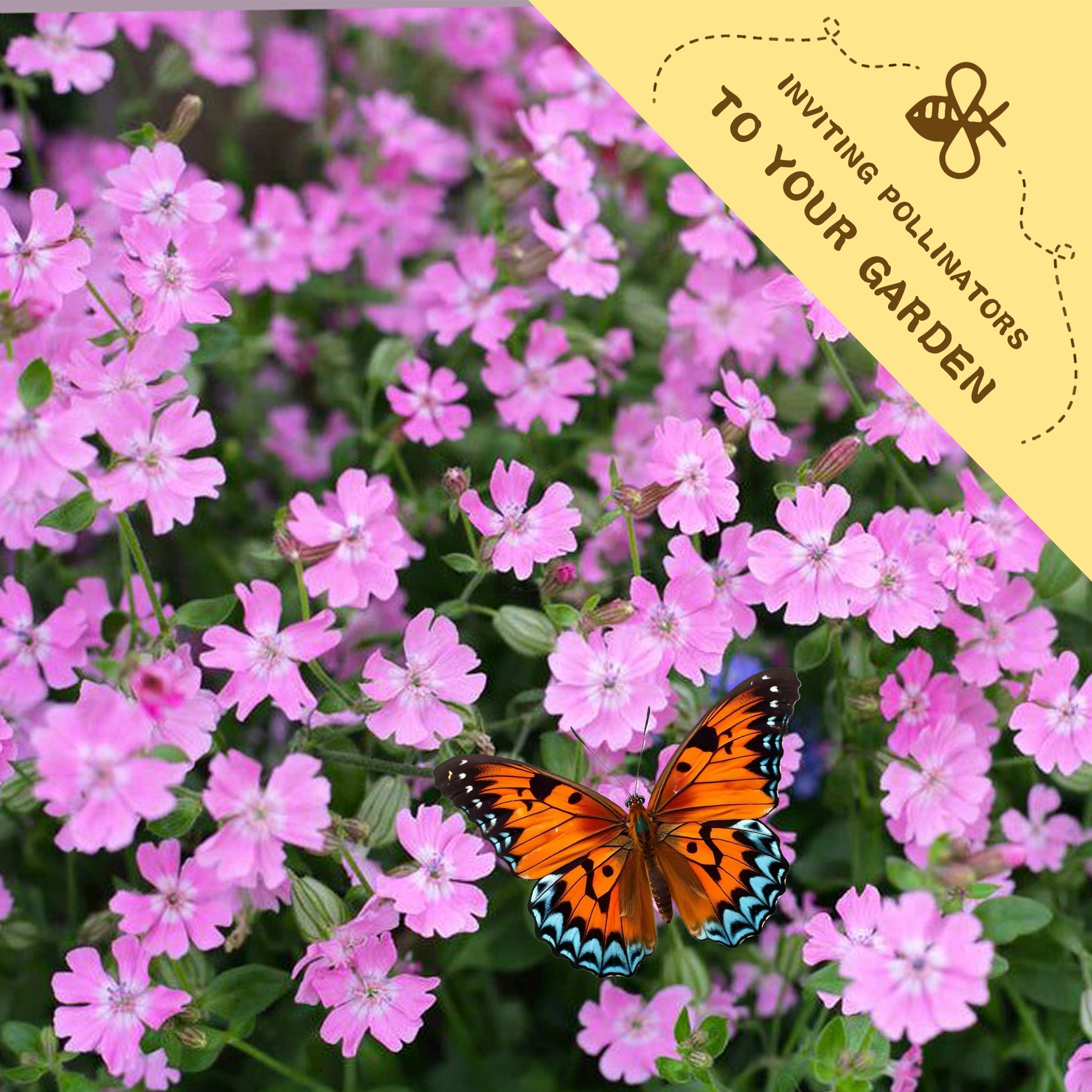 Butterfly on Soapwort Bouncing Bet Saponaria Seeds pink flowers with a yellow banner inviting pollinators to the garden.