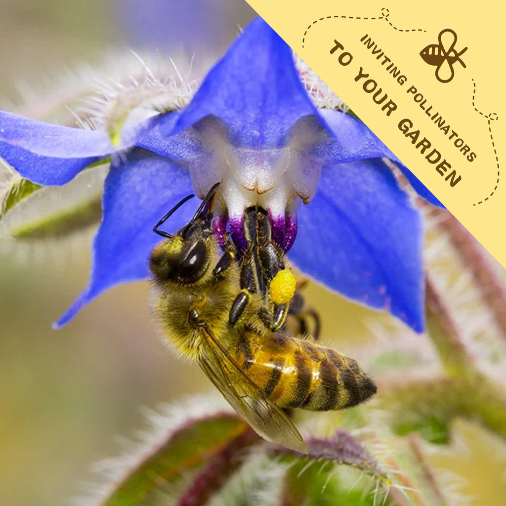 Edible Blue Starflower Borage Seeds Beefsteak flower with a bee on a blurred background