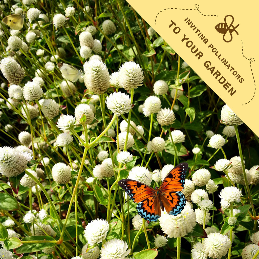 Butterfly on white flowers with a banner inviting pollinators to your .Globe Amaranth Gomphrena Seedsgarden.