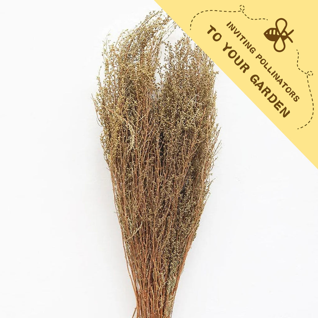 Sweet Annie Aromatic Foliage Artemisia Seeds Dried plant bundle with a yellow label inviting pollinators to your garden on a white background