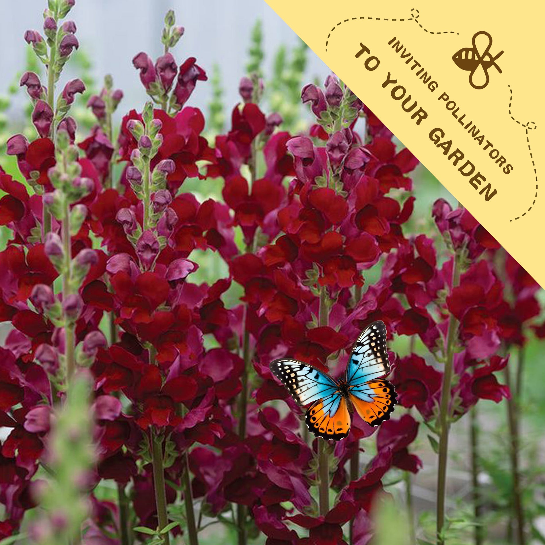 Tall Antirrhinum Snapdragon Seeds Red flowers with a butterfly and a yellow banner inviting pollinators to the garden.