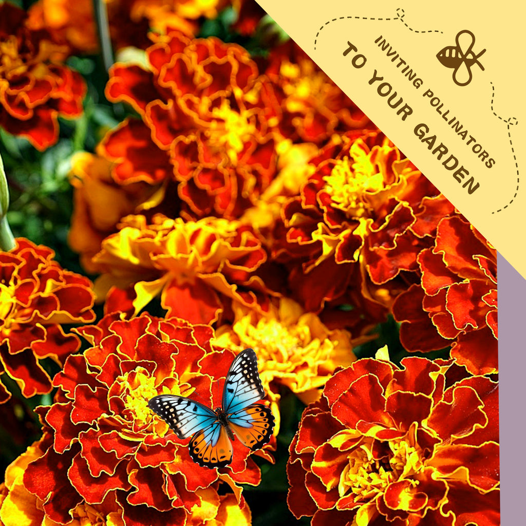 Queen Sophia Marigold Seeds Butterfly on marigold flowers with a label inviting pollinators to your garden.