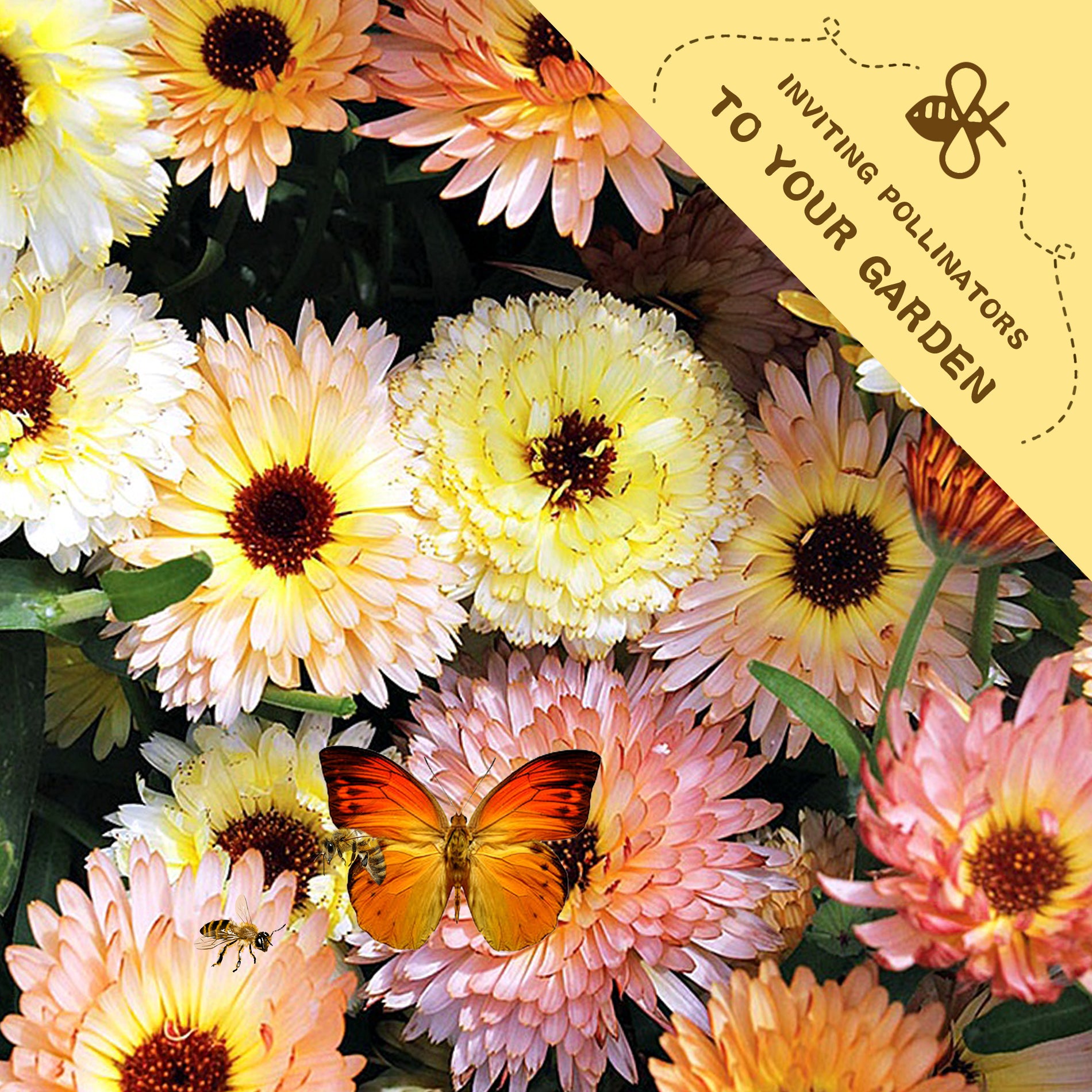 English Marigold Scotch Marigold Calendula Seeds Colorful flowers with a butterfly and text inviting pollinators to a garden.