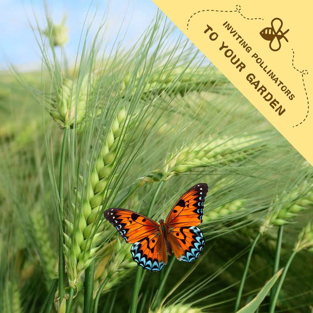 Butterfly on a wheat ear with a yellow banner inviting pollinators to your garden.Silver Tip Ornamental Grass Seeds